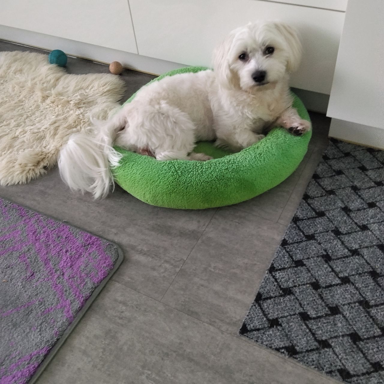 Soutěžní fotografie - Elvisek,  Maltézský psík