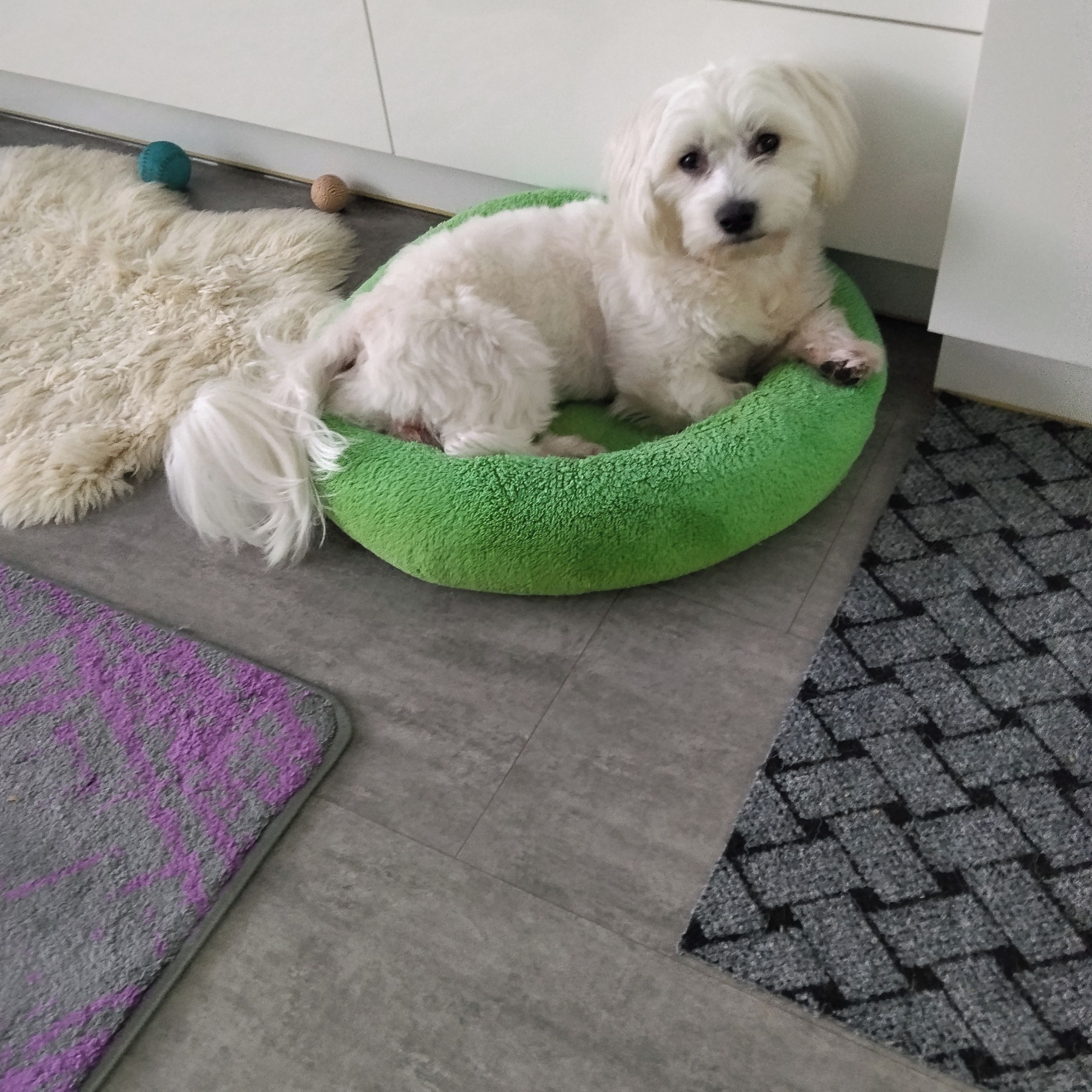 Soutěžní fotografie - Elvisek,  Maltézský psík