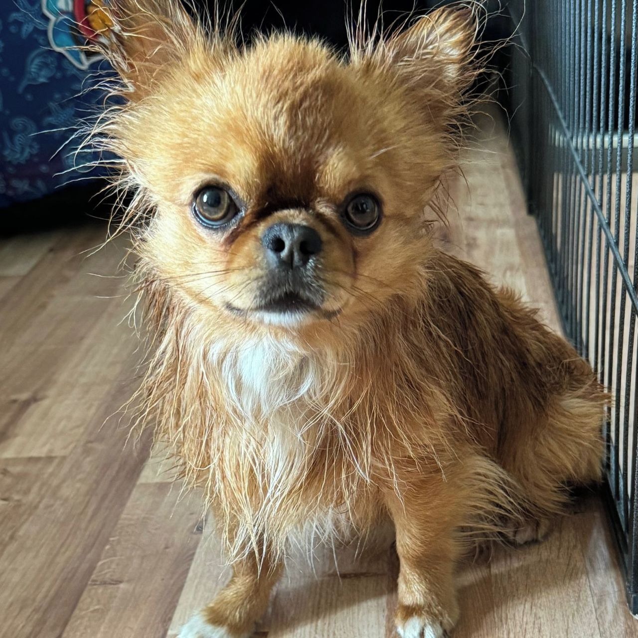 Soutěžní fotografie - Roverstar Hoblajz,  Čivava