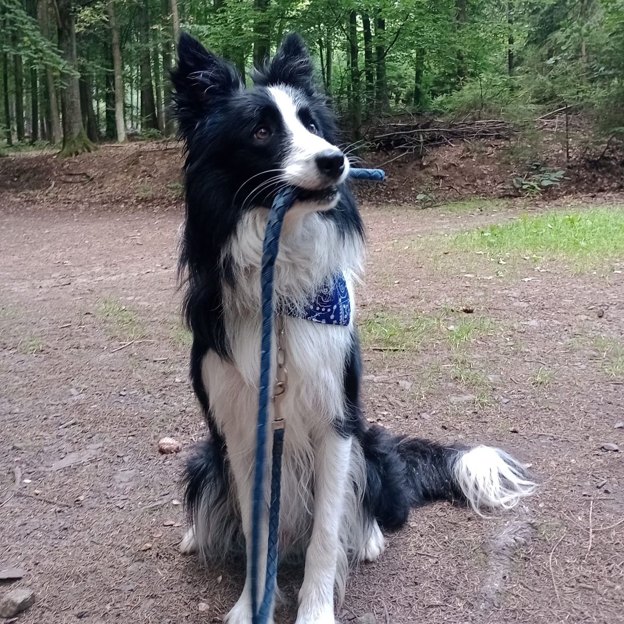 Soutěžní fotografie - Fido,  Border kolie