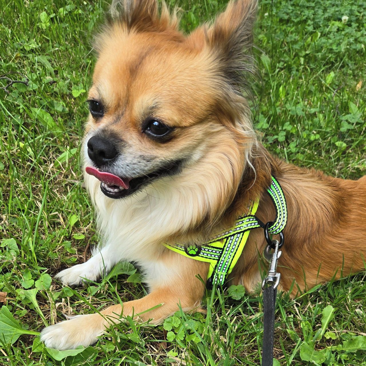 Soutěžní fotografie - Tedy,  Čivava dlouhosrstá