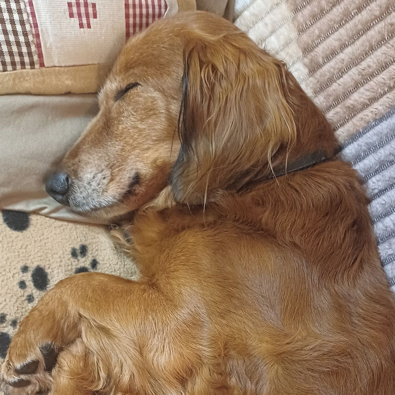 Soutěžní fotografie - Elf,  Jezevčík