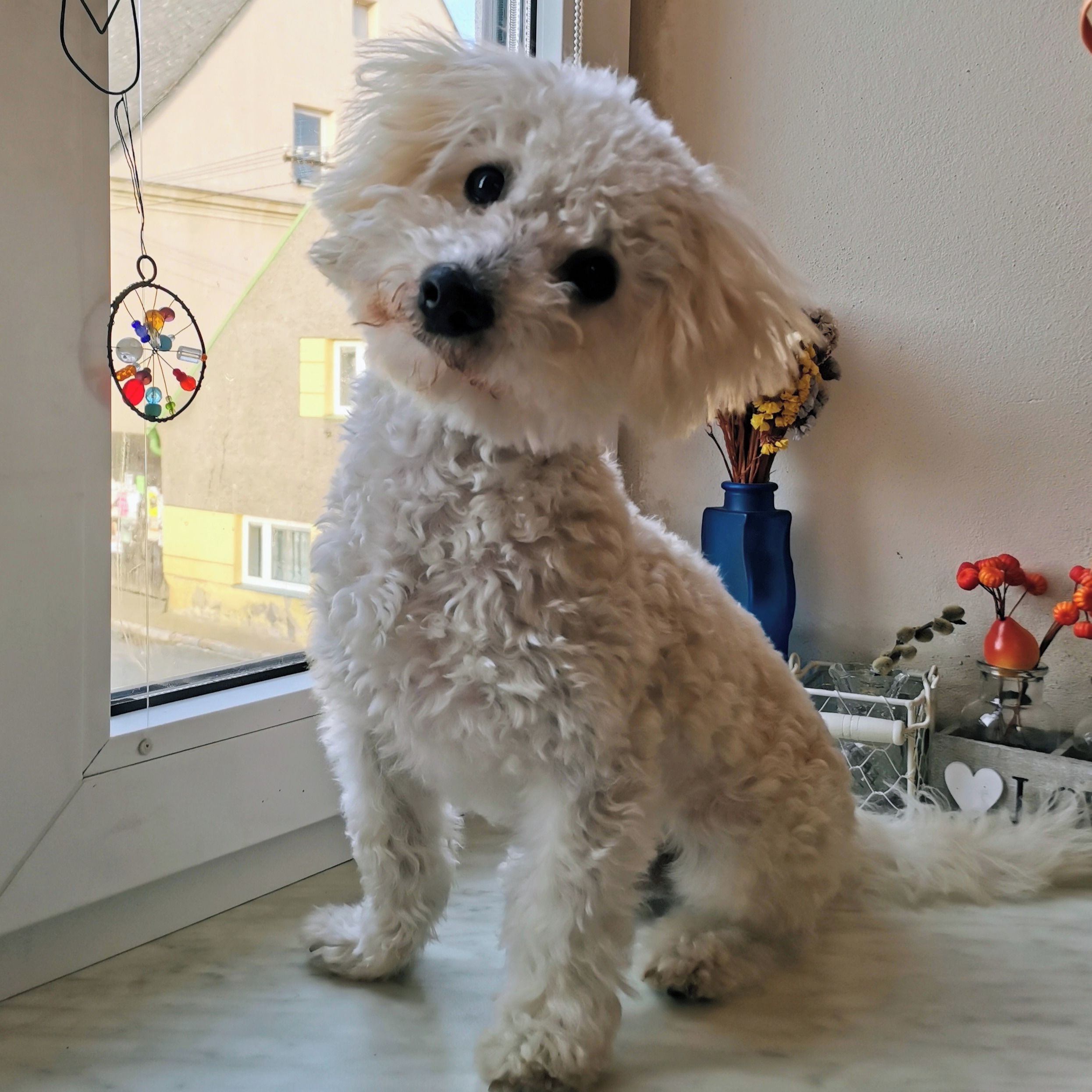 Soutěžní fotografie - Charlie,  Boloňský psík