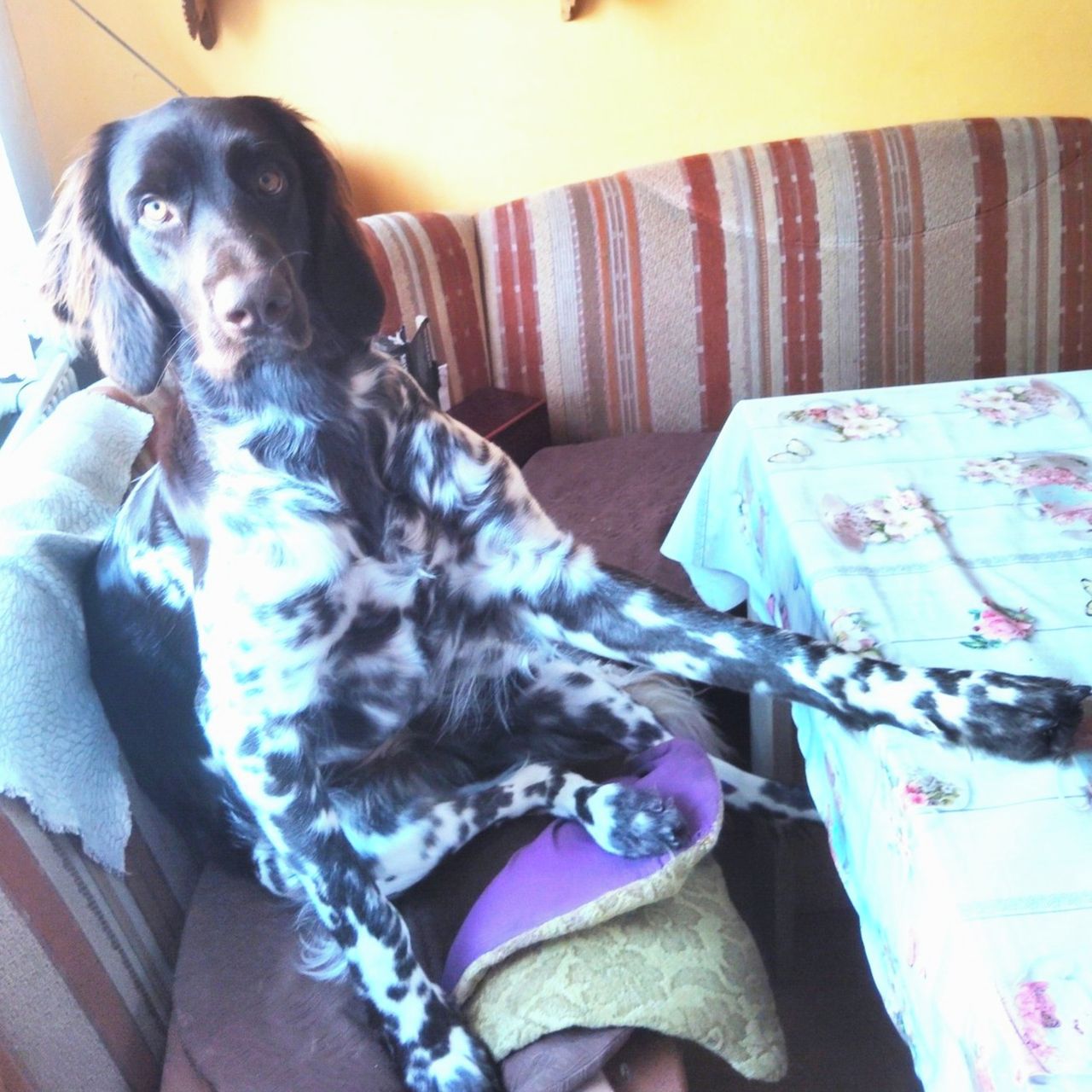 Soutěžní fotografie - Eimy,  Německý ohař dlouhosrstý