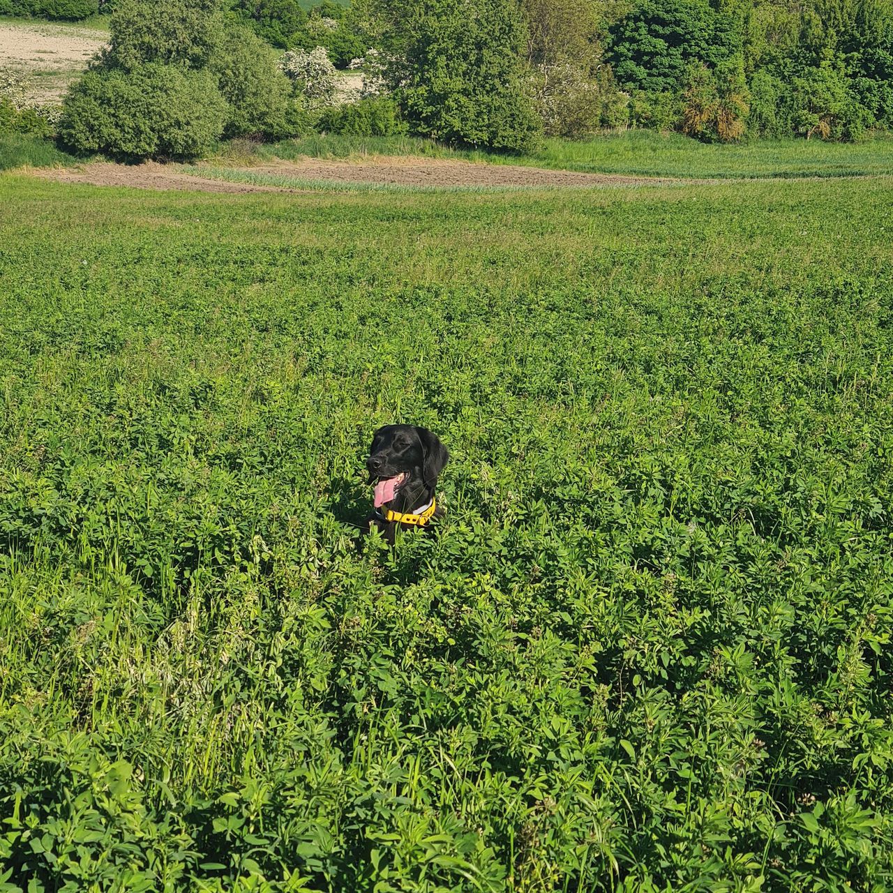 Soutěžní fotografie - Valinka,  Flat Coated Retriever