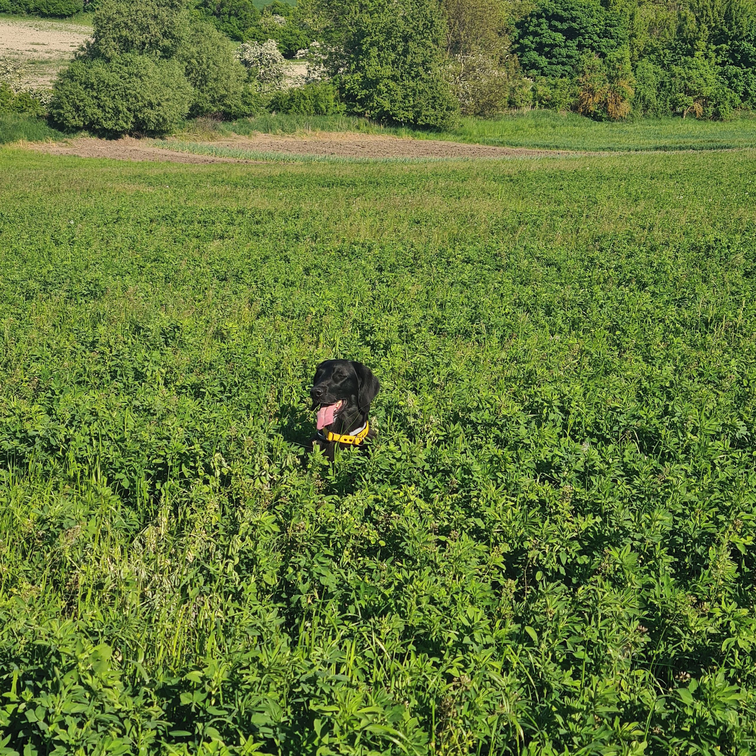 Soutěžní fotografie - Valinka,  Flat Coated Retriever