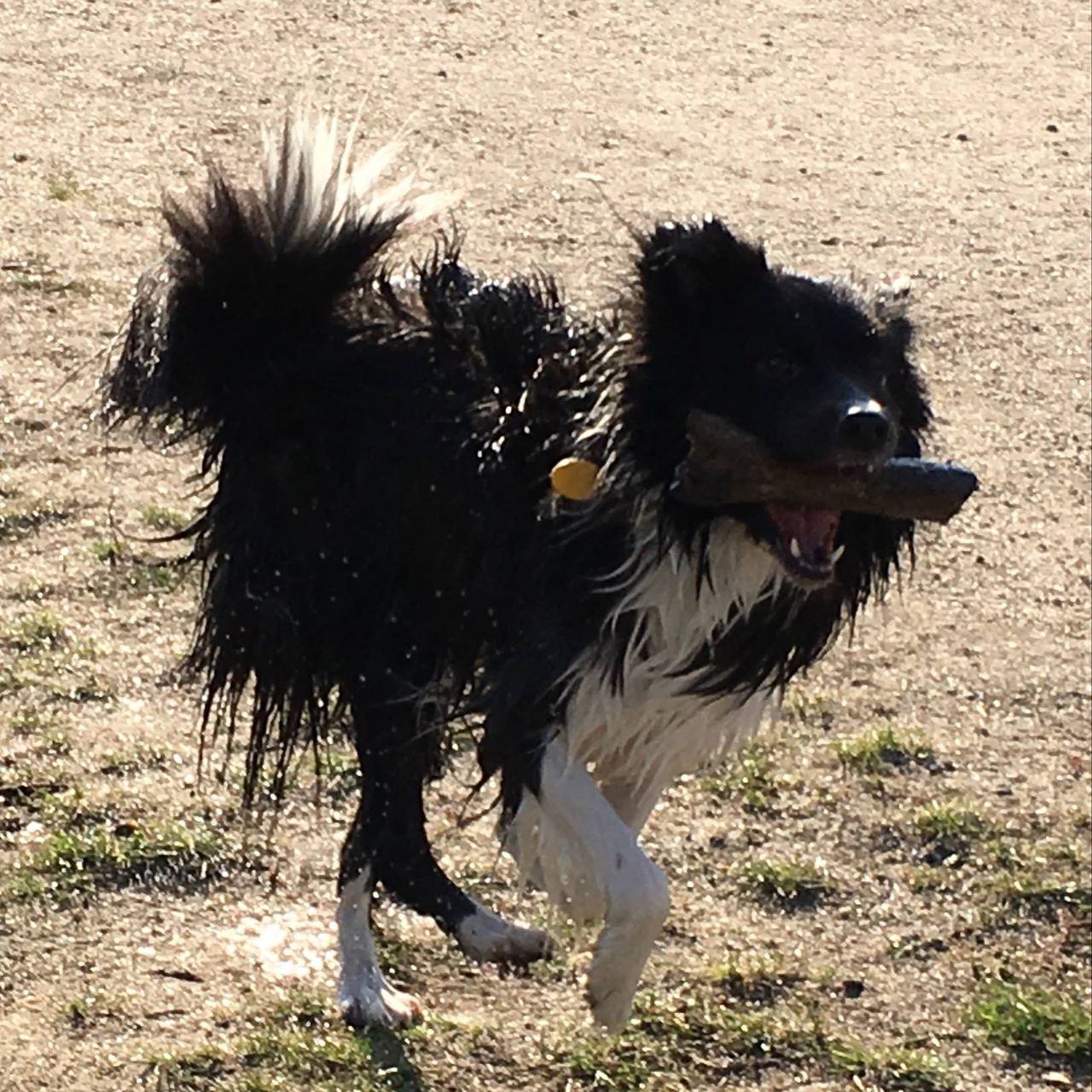 Soutěžní fotografie - Mono,  Border kolie