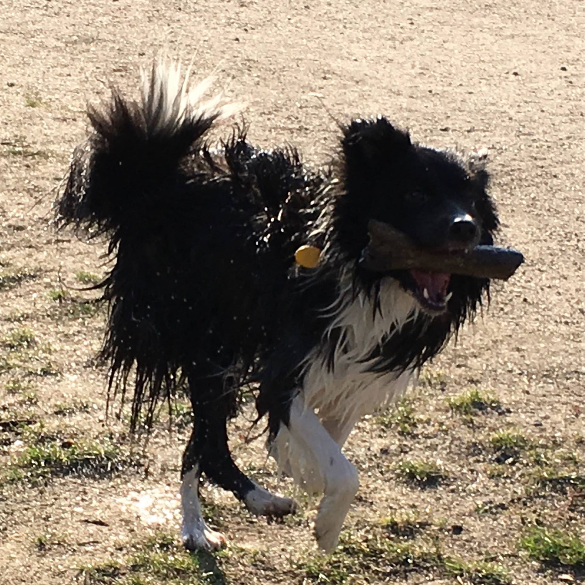 Soutěžní fotografie - Mono,  Border kolie