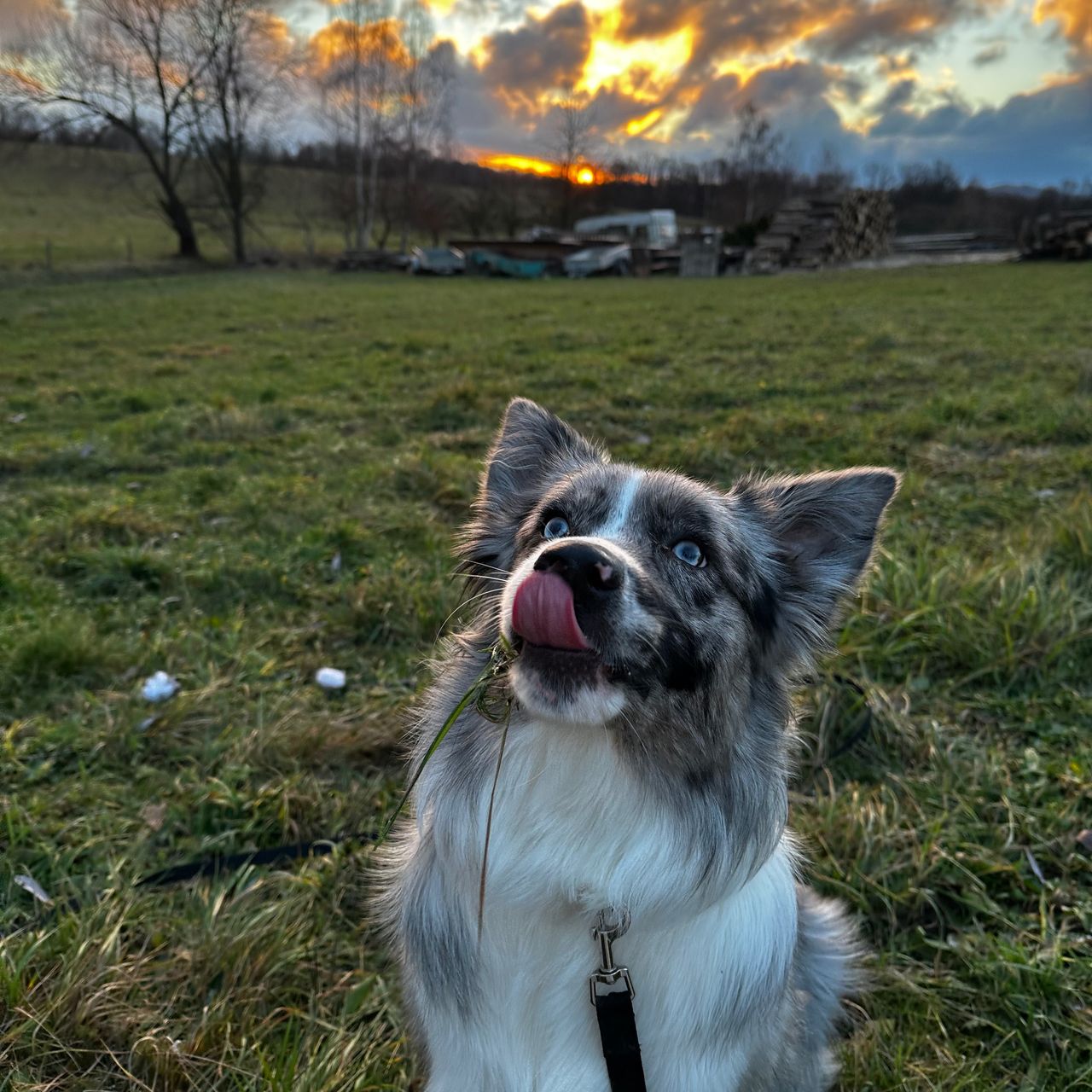Soutěžní fotografie - Amy,  Australský ovčák