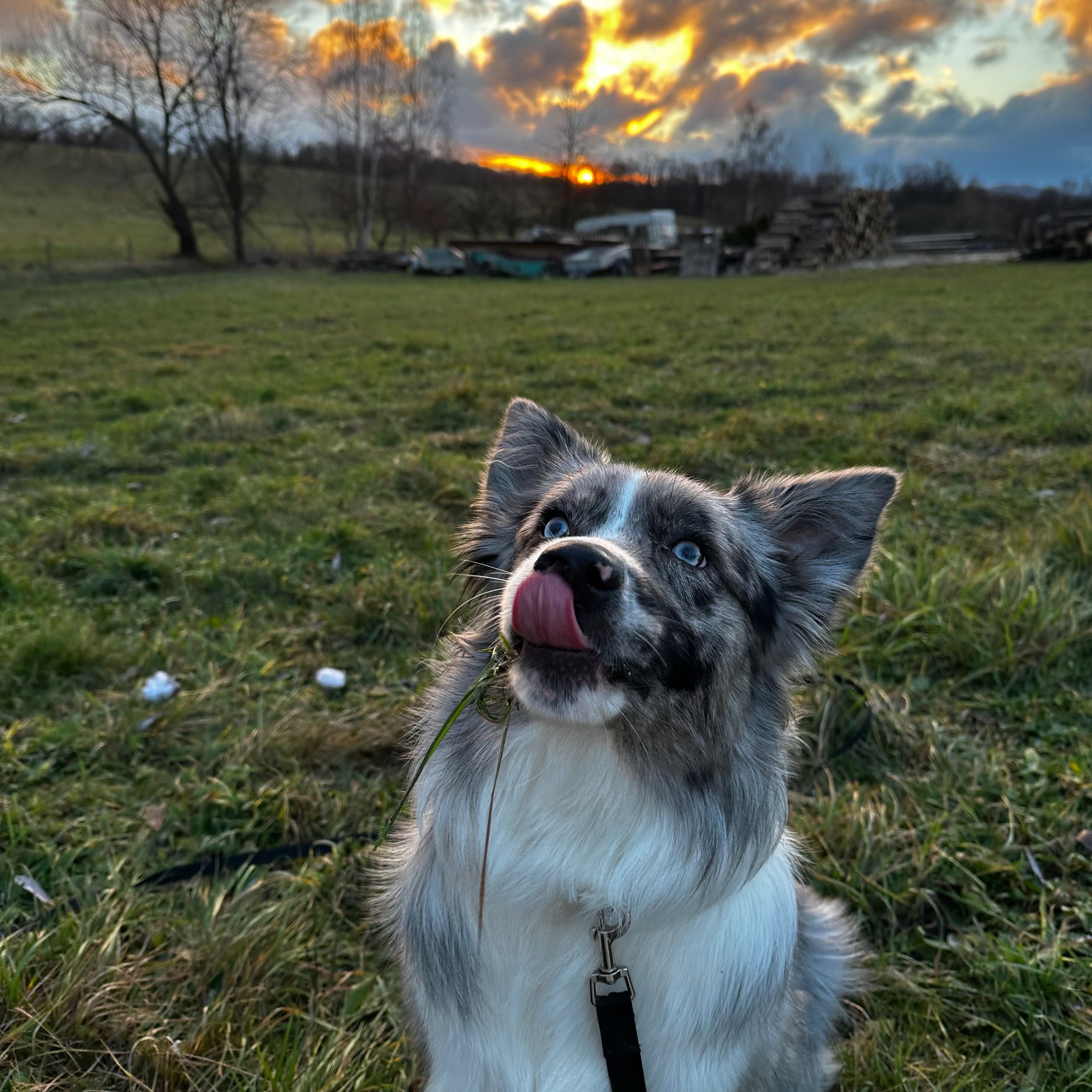 Soutěžní fotografie - Amy,  Australský ovčák