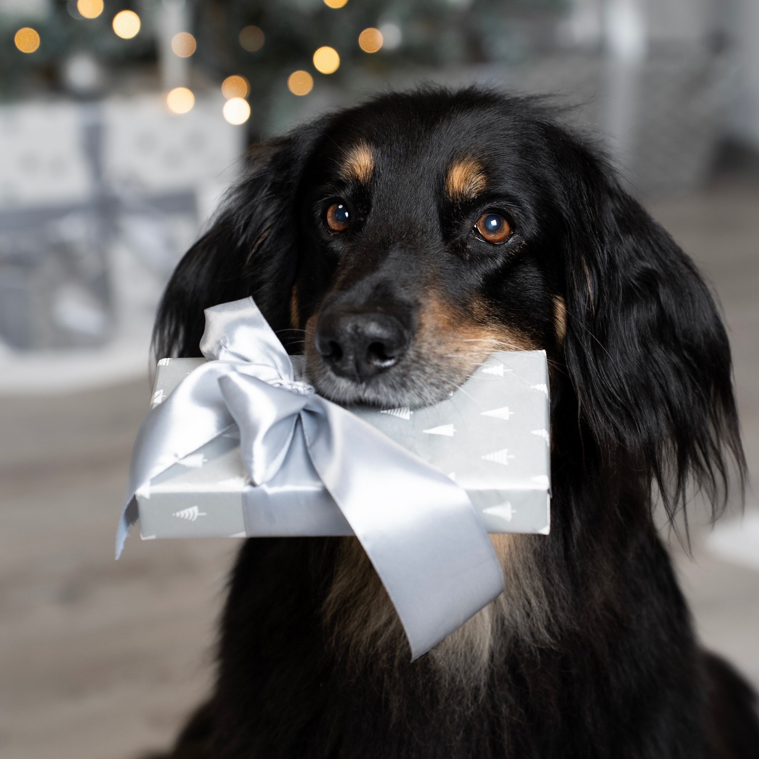 Soutěžní fotografie - Cassi,  Hovawart