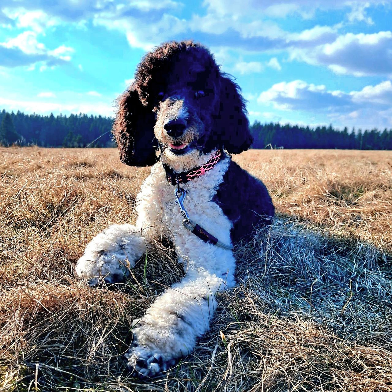 Soutěžní fotografie - Chilli,  Pudl