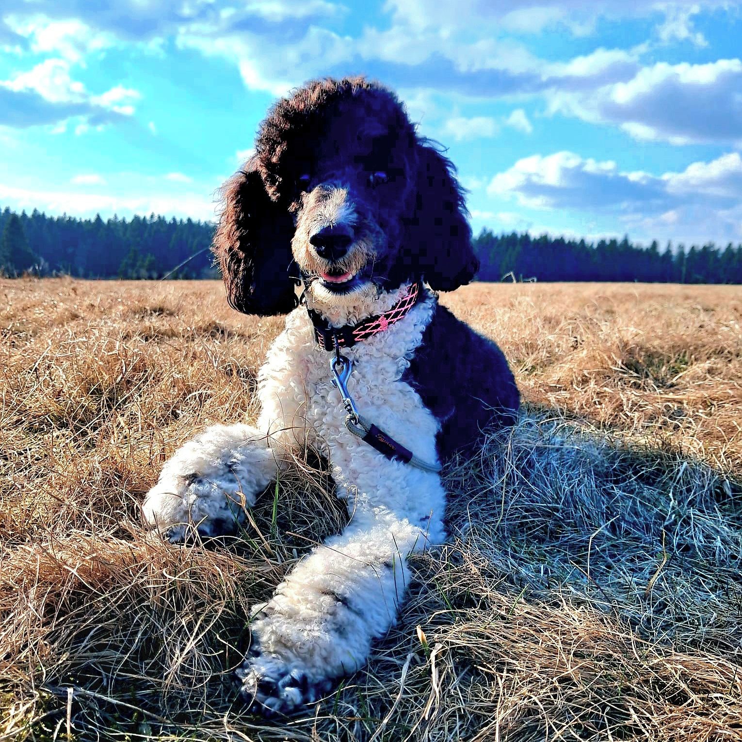 Soutěžní fotografie - Chilli,  Pudl