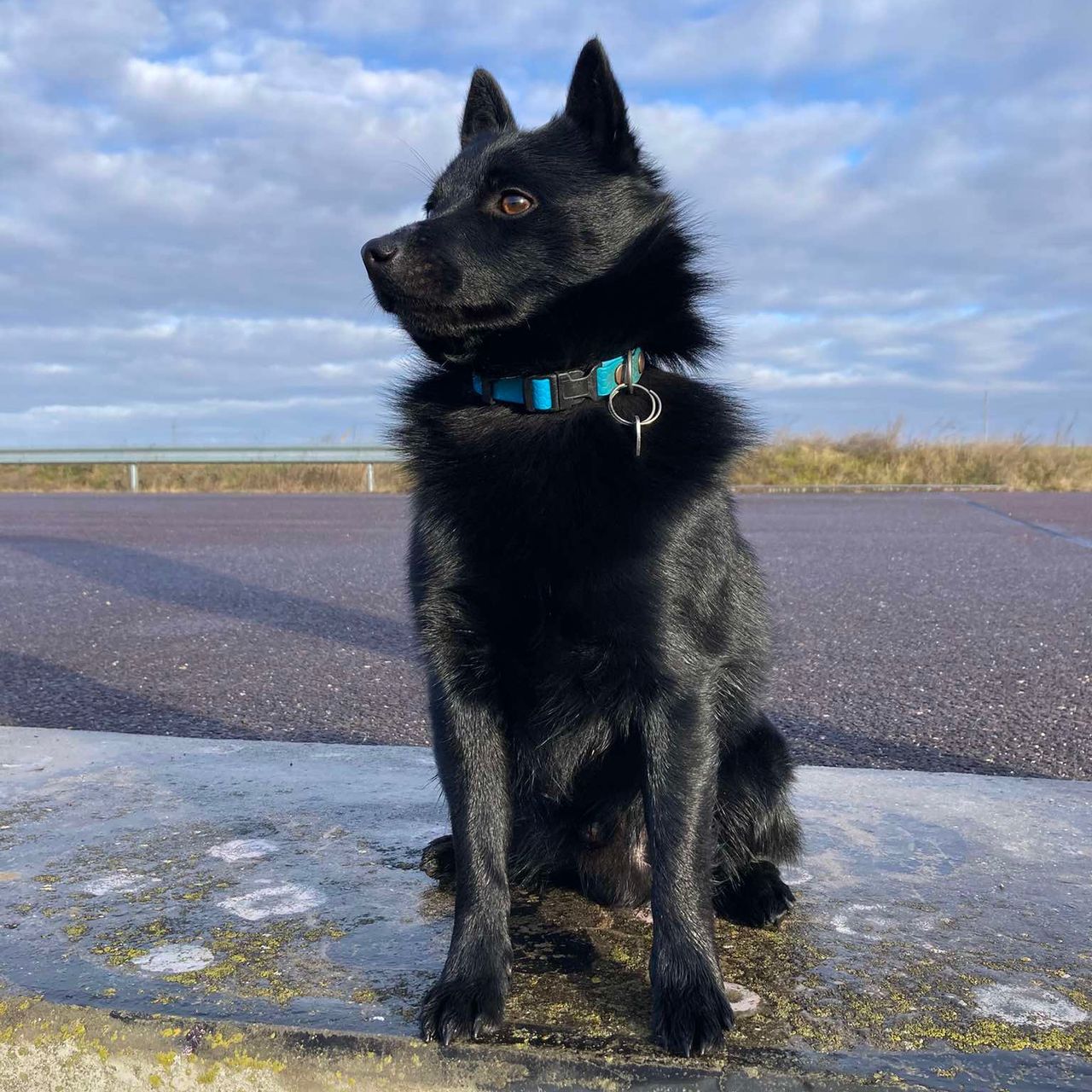 Soutěžní fotografie - Cedrik,  Šiperka