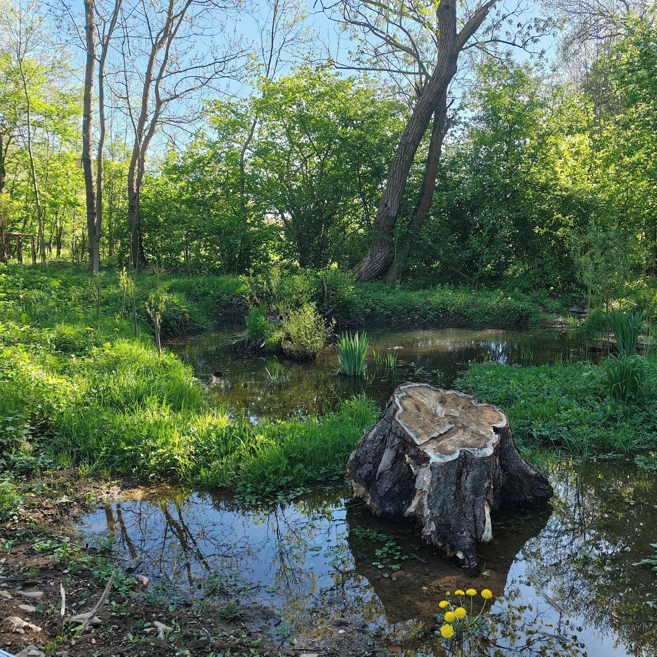 Soutěžní fotografie - Tůň ve Svidníci,  Pardubický kraj