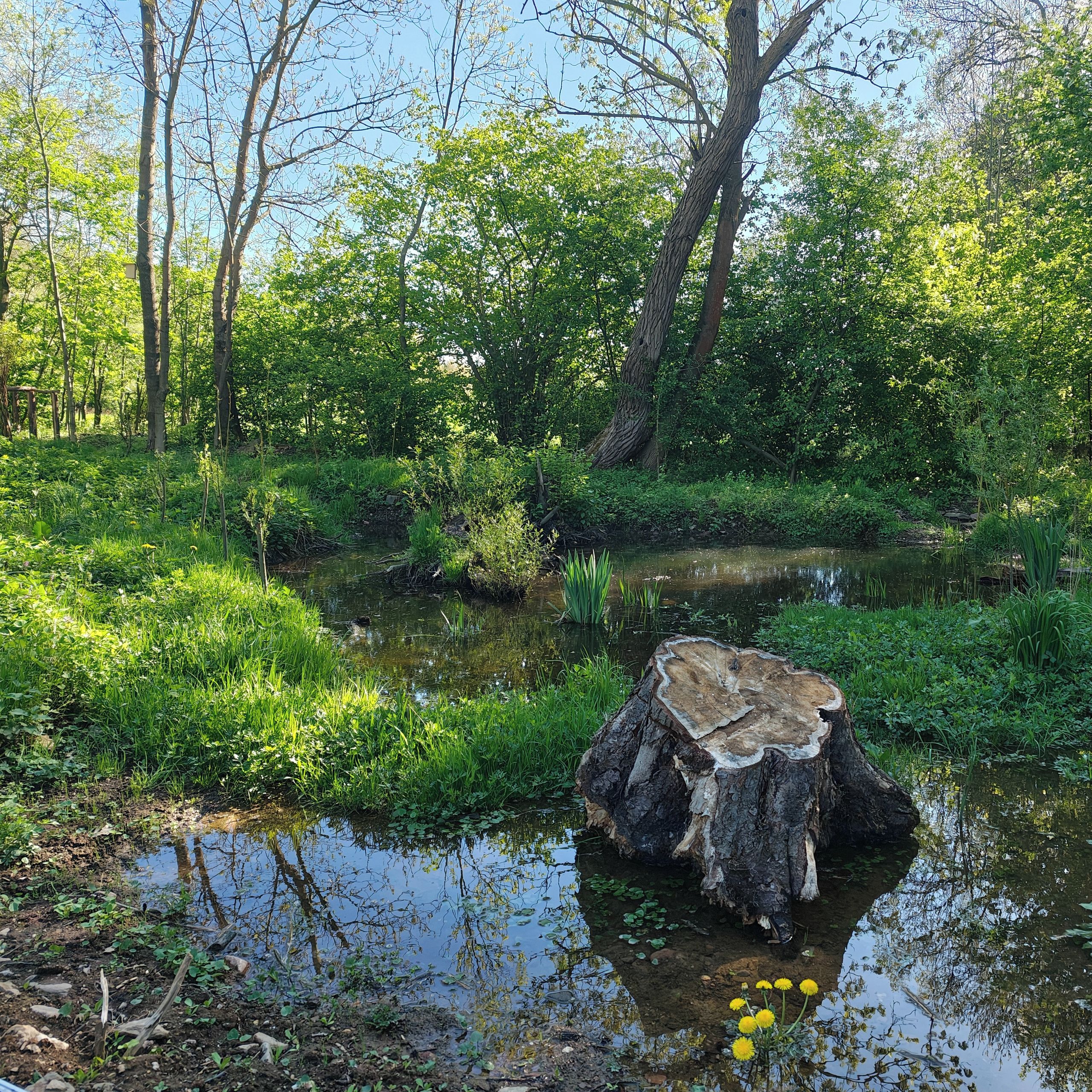 Soutěžní fotografie - Tůň ve Svidníci, Pardubický kraj