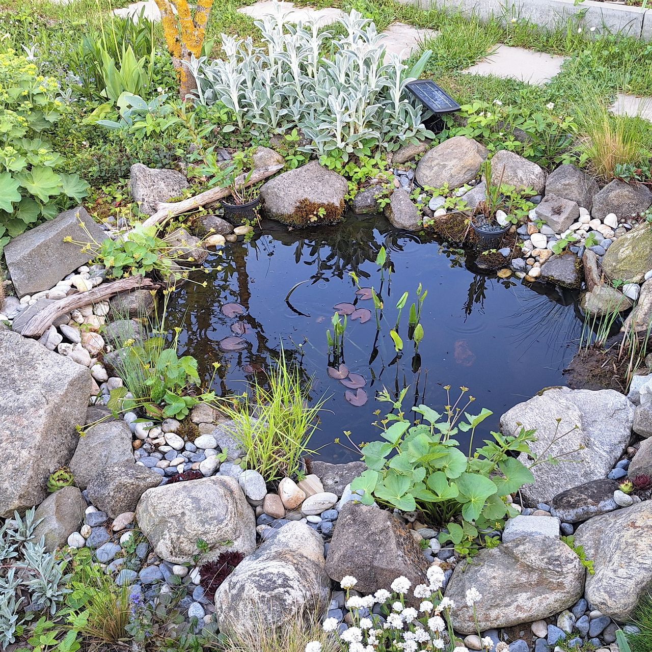 Soutěžní fotografie - Minijezírko pro žáby,  Zlínský kraj