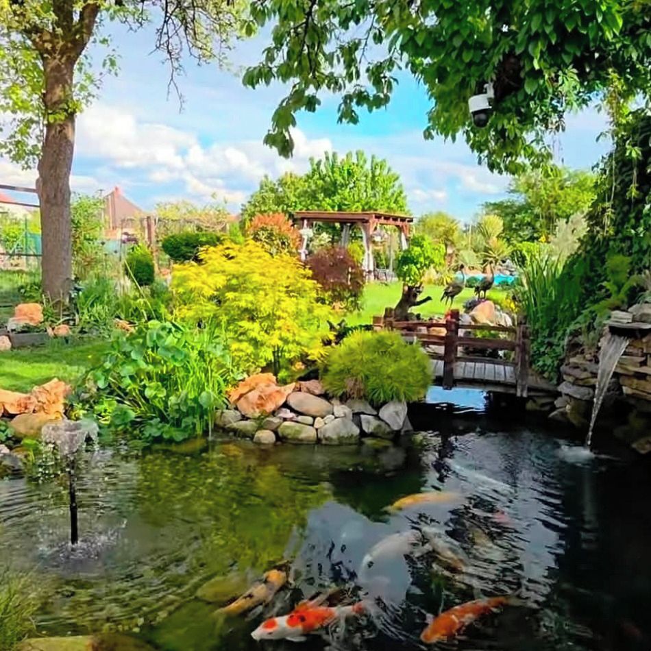Soutěžní fotografie - All inclusive pro japonské koi kapry,  Královéhradecký kraj