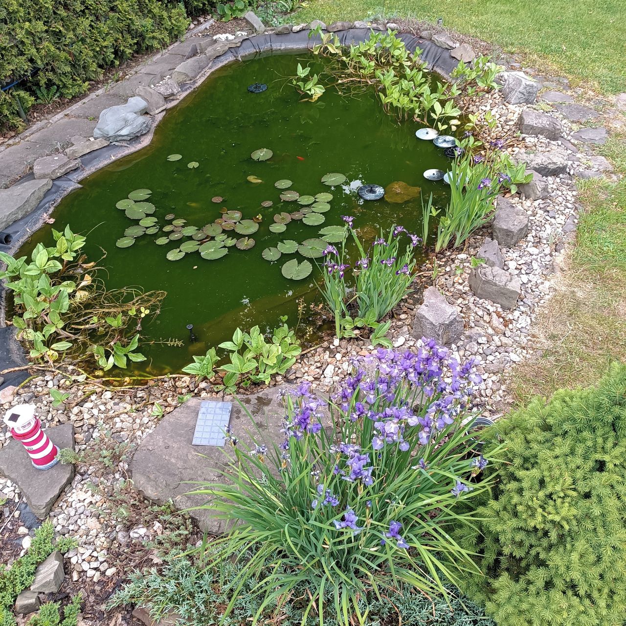 Soutěžní fotografie - Dešťový biotop,  Moravskoslezský kraj