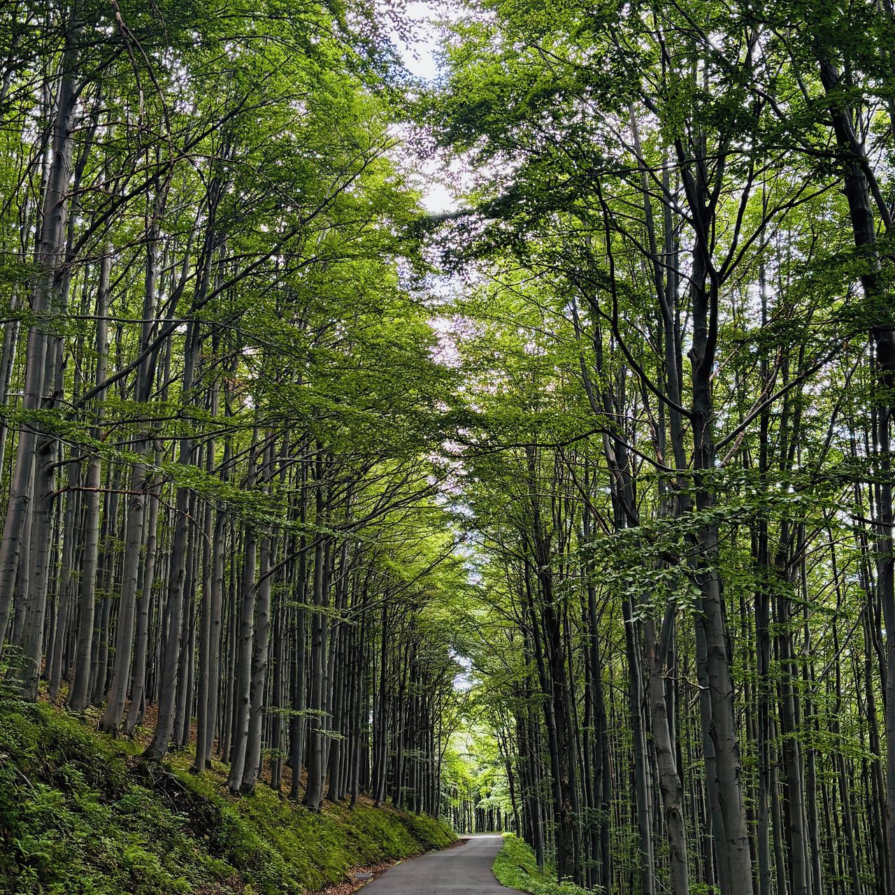 Soutěžní fotografie - Cesta stromů,  Beskydy