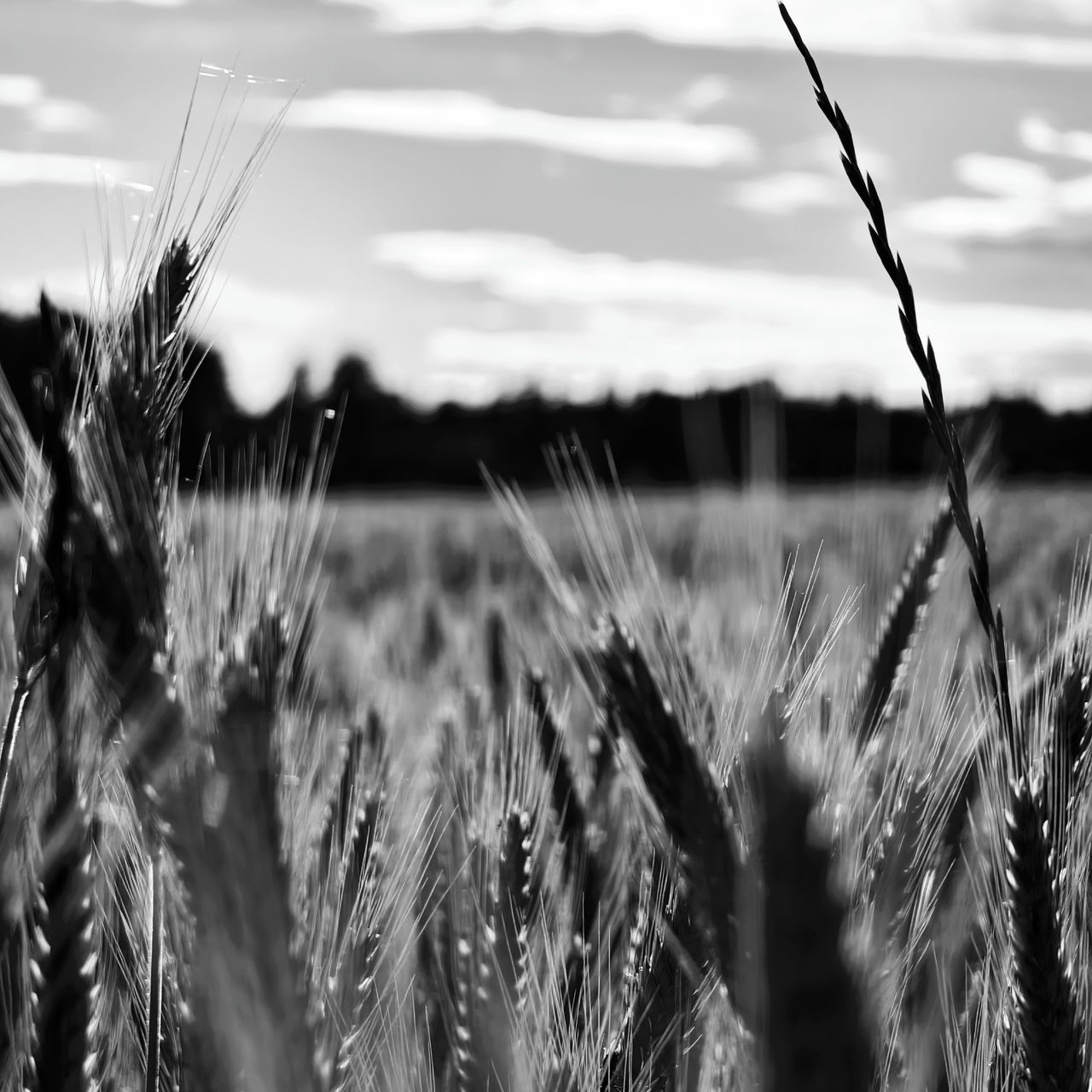 Soutěžní fotografie - Zastav se a obdivuj krásu kolem sebe,  Hřídelec