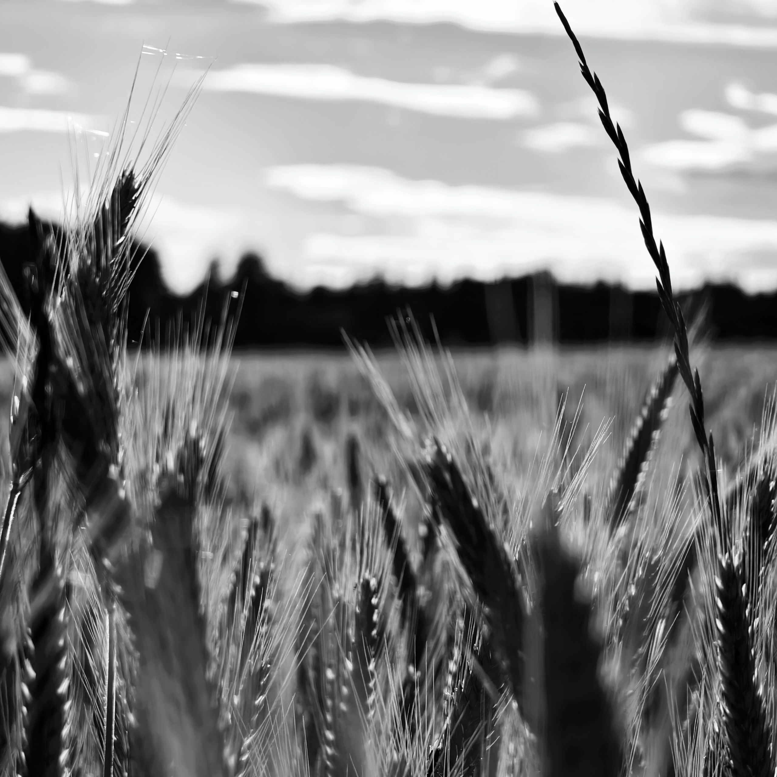 Soutěžní fotografie - Zastav se a obdivuj krásu kolem sebe,  Hřídelec