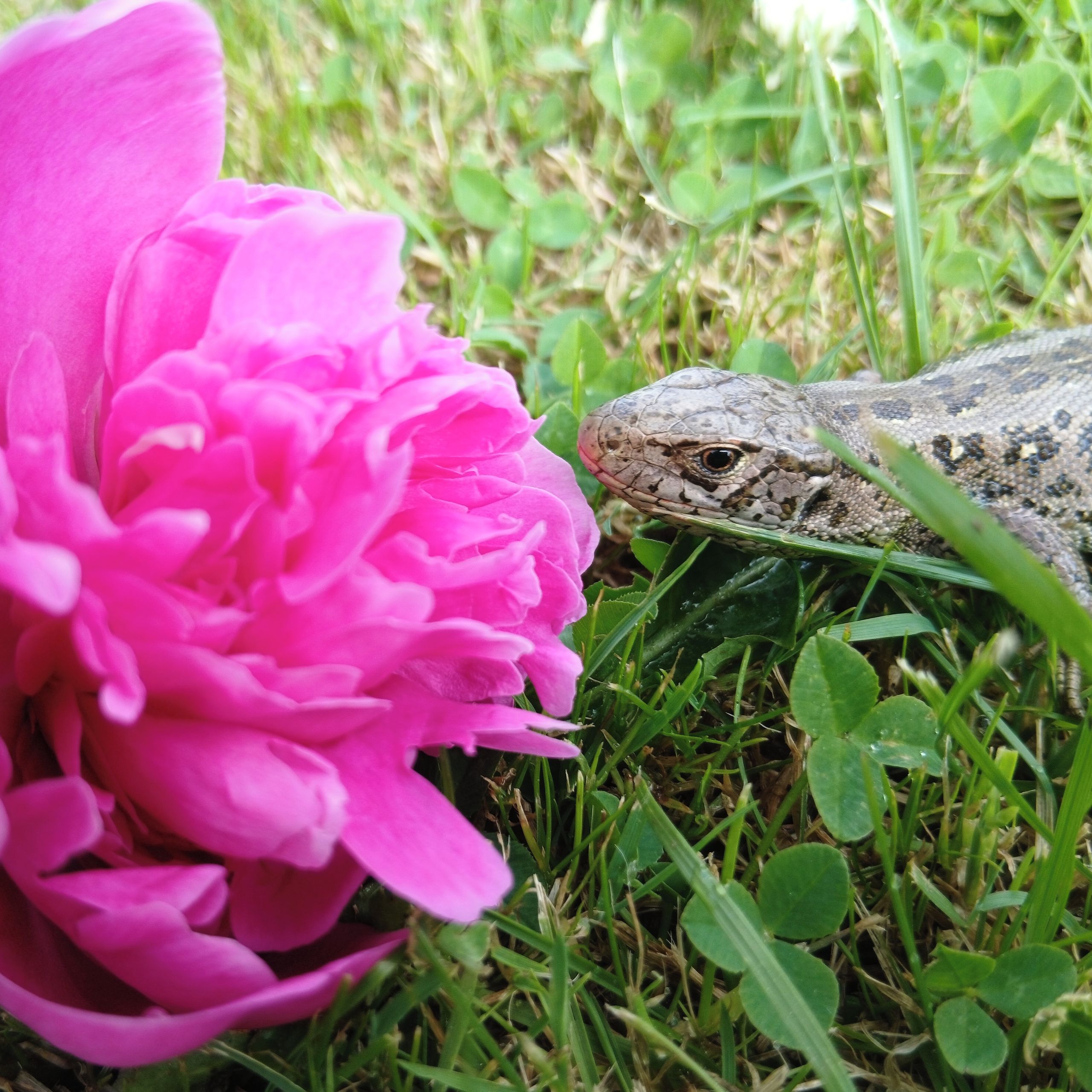 Soutěžní fotografie - Očarovaná přírodou,  Koňská
