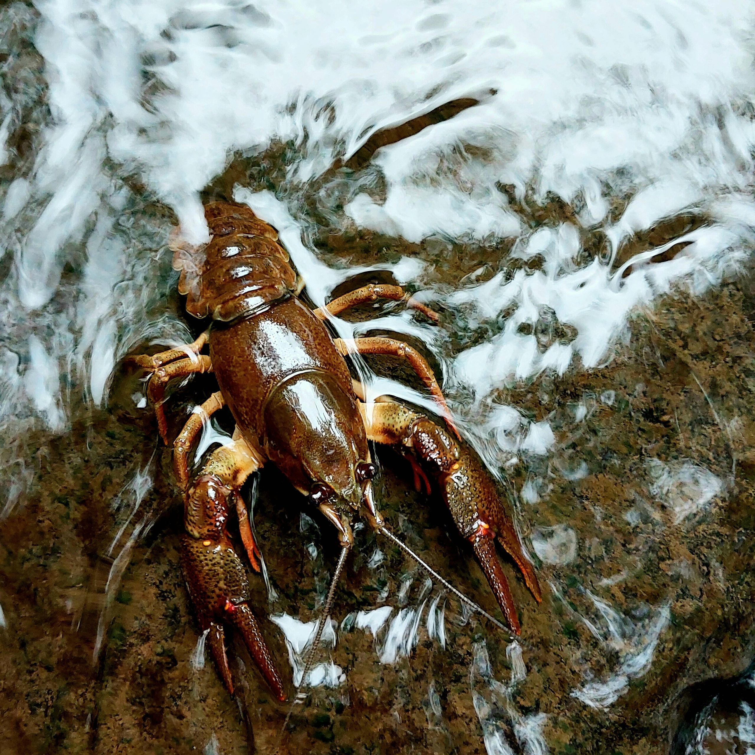 Soutěžní fotografie - Rak říční - hnědý rytíř bystřin,  Písek u Jabkunkova