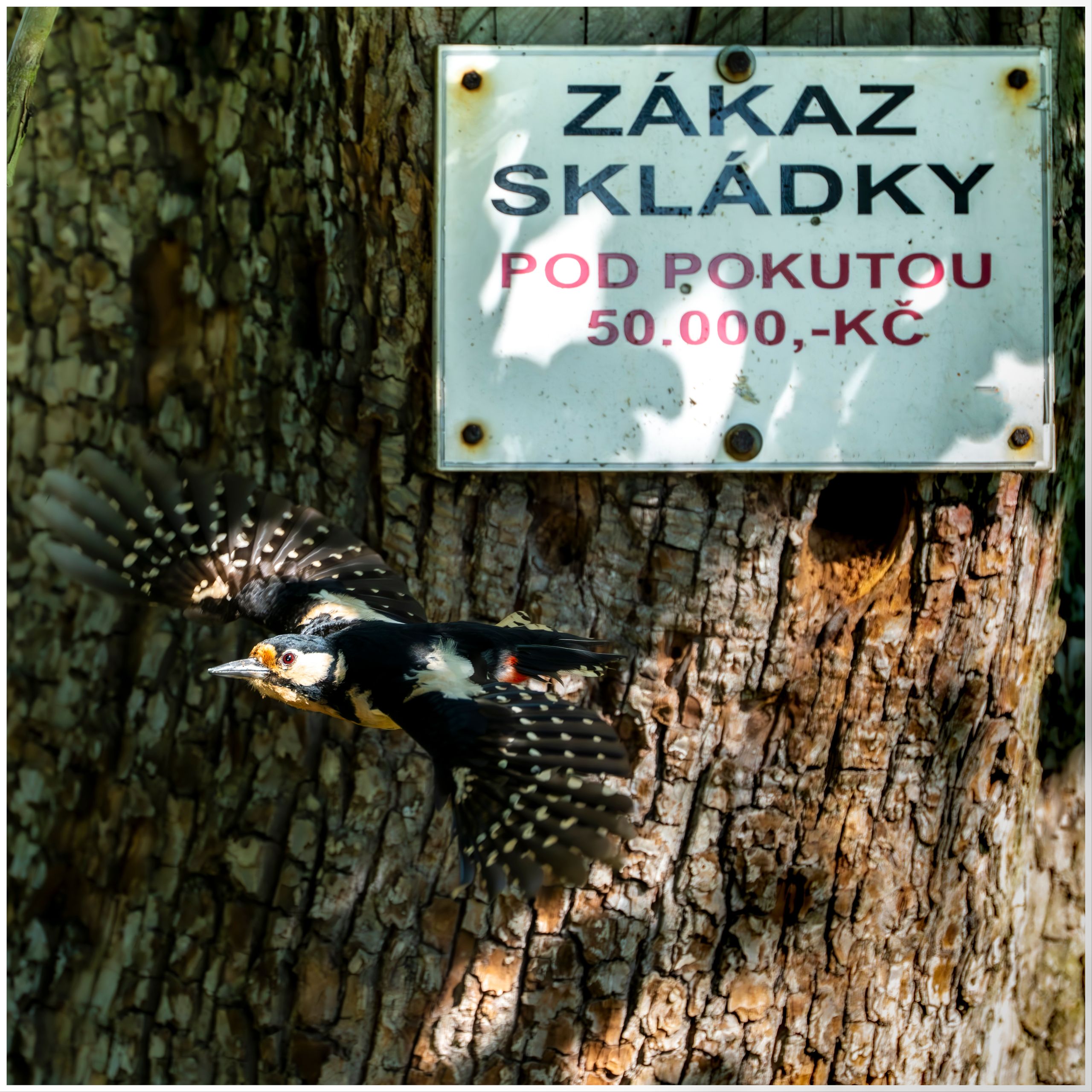Soutěžní fotografie - Pokuta pro strakapouda velkého,  oblast mezi Teplicemi v Čechách a Bíliny