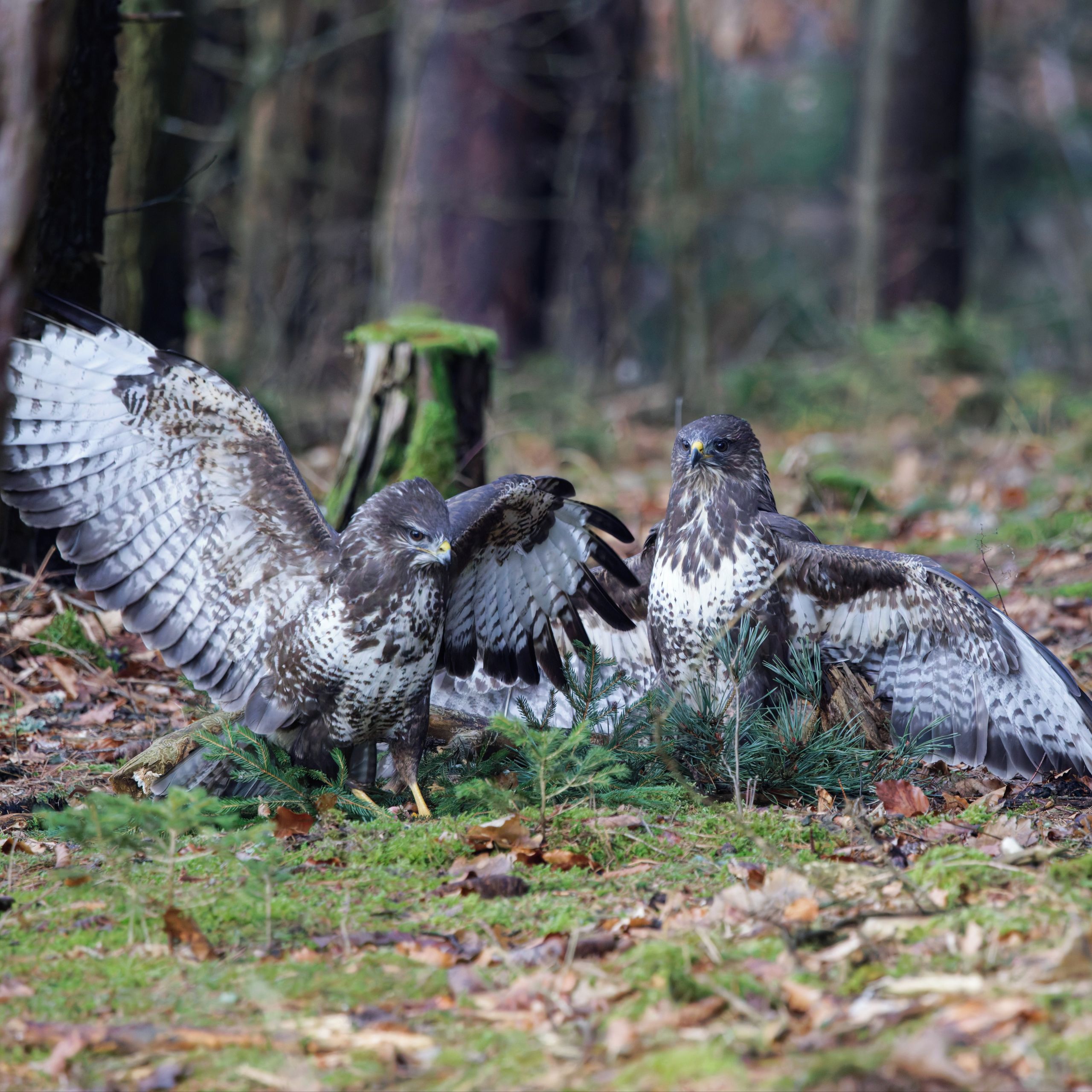Soutěžní fotografie - Tanec v lese,  Horažďovicko