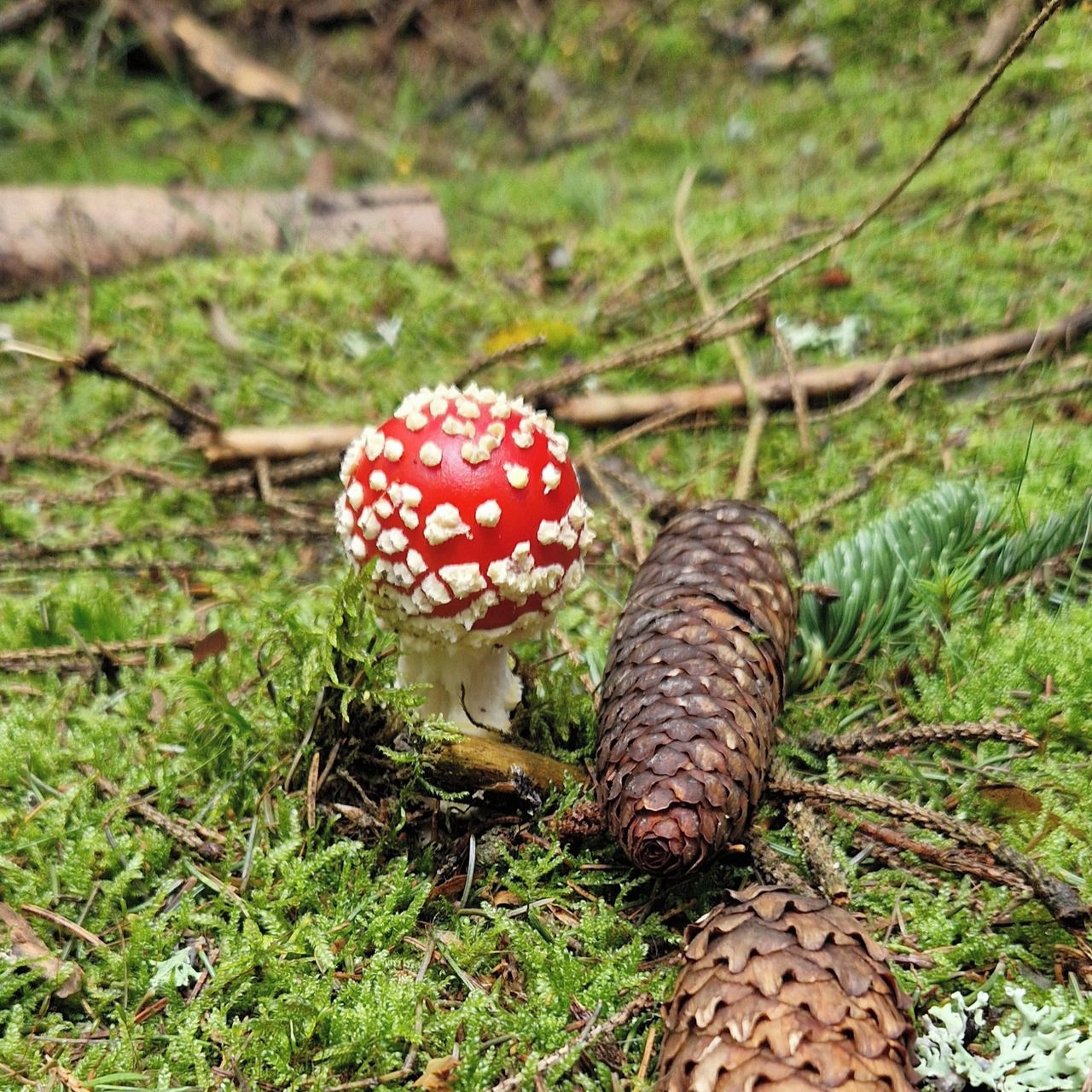 Soutěžní fotografie - Muchomůrka,  Trutnov a okolí
