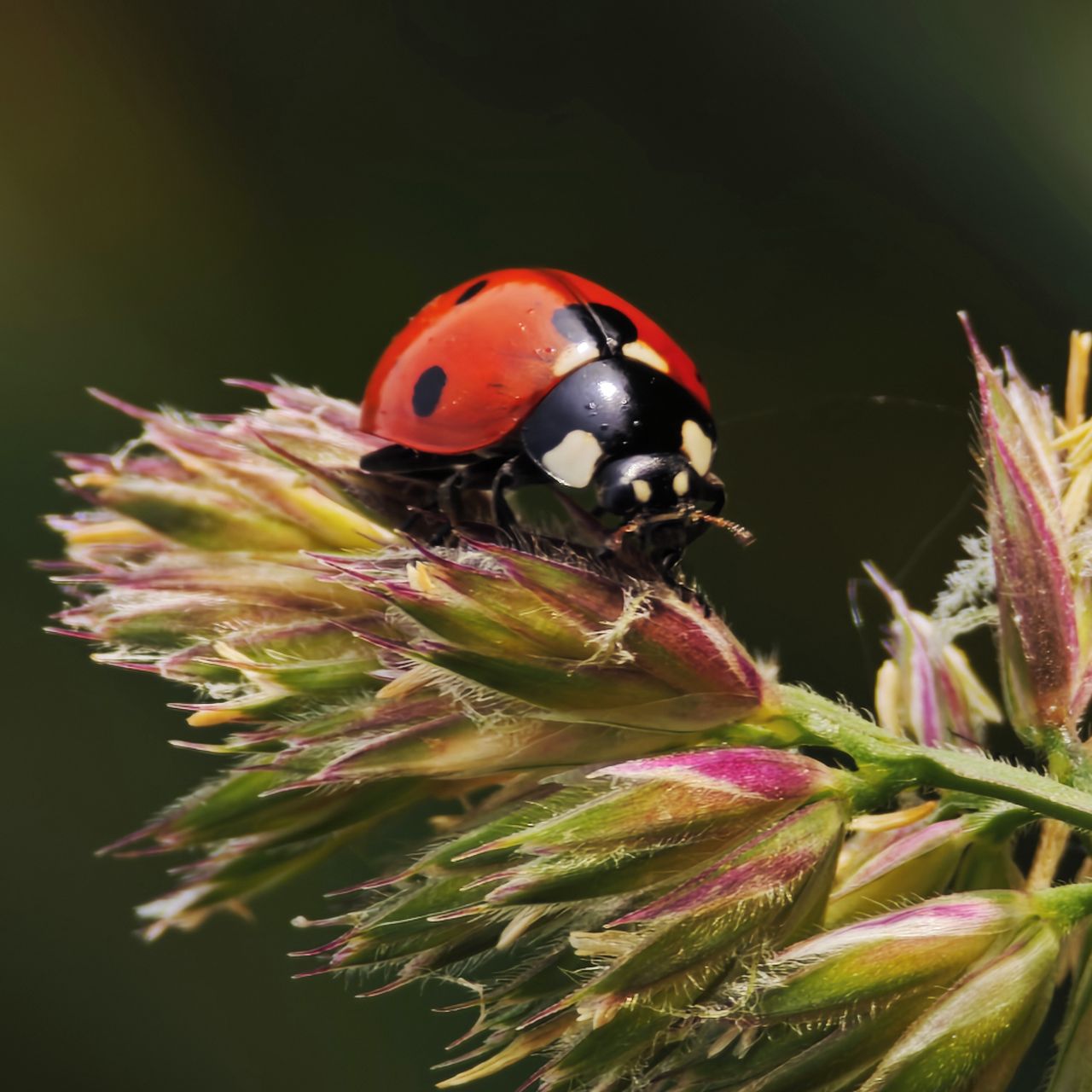 Soutěžní fotografie - Beruška,  Hodslavice