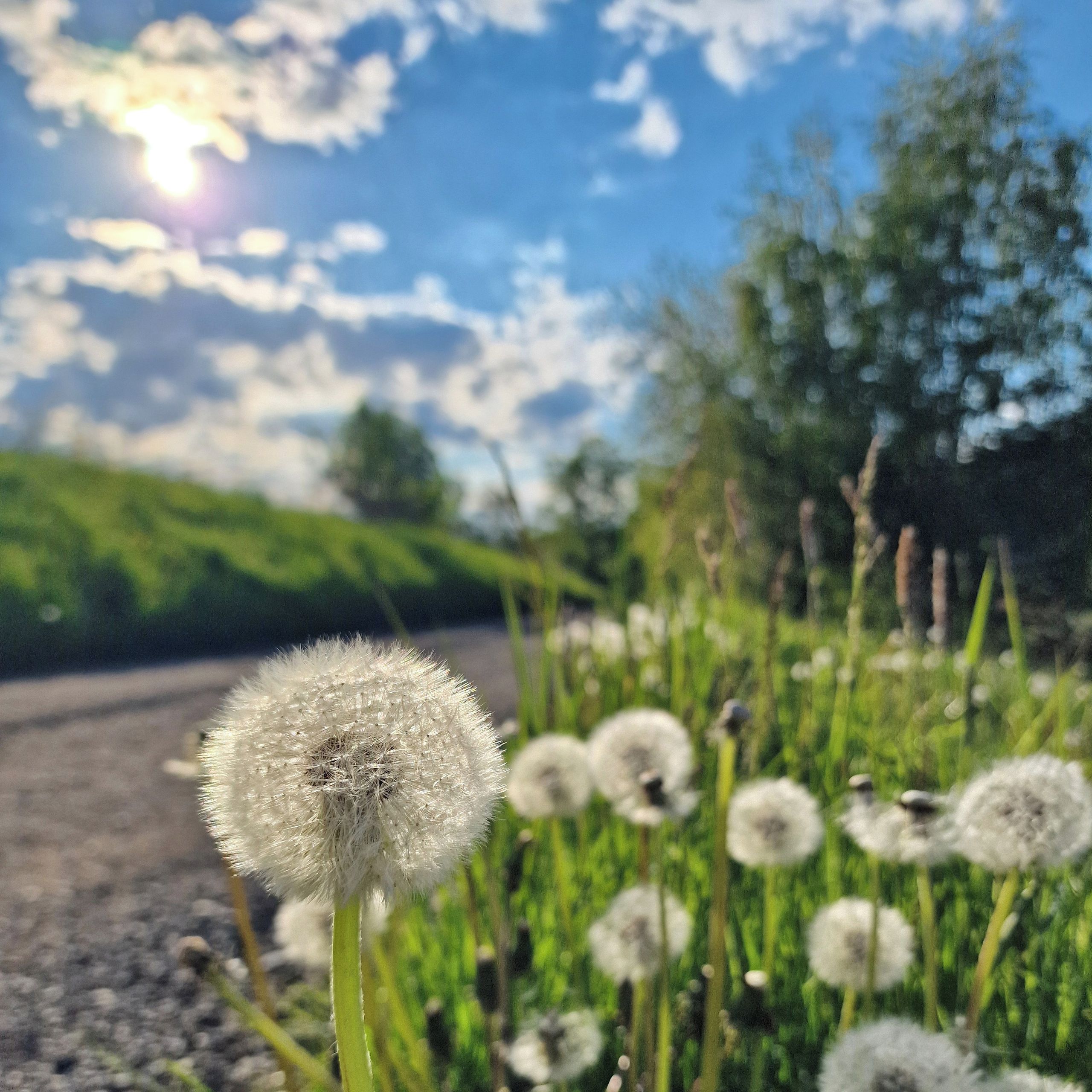 Soutěžní fotografie - Pampelišky,  Ledečko