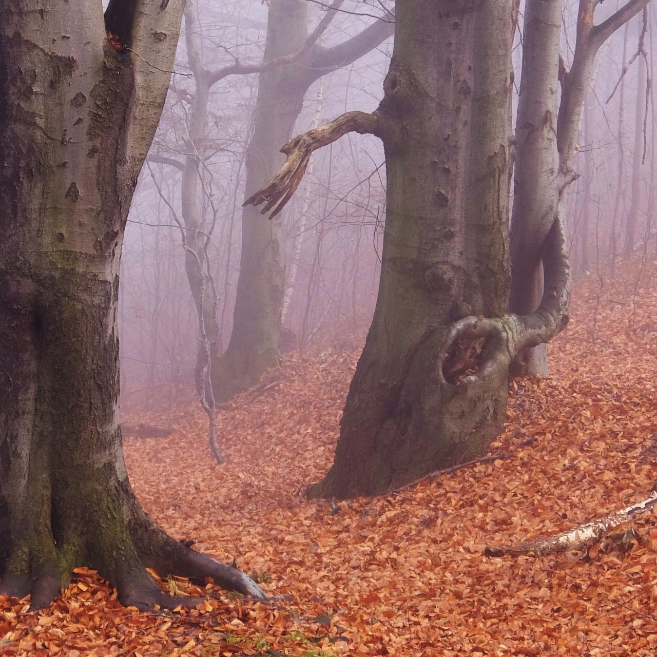 Soutěžní fotografie - Pařát lesní příšery,  Beskydy
