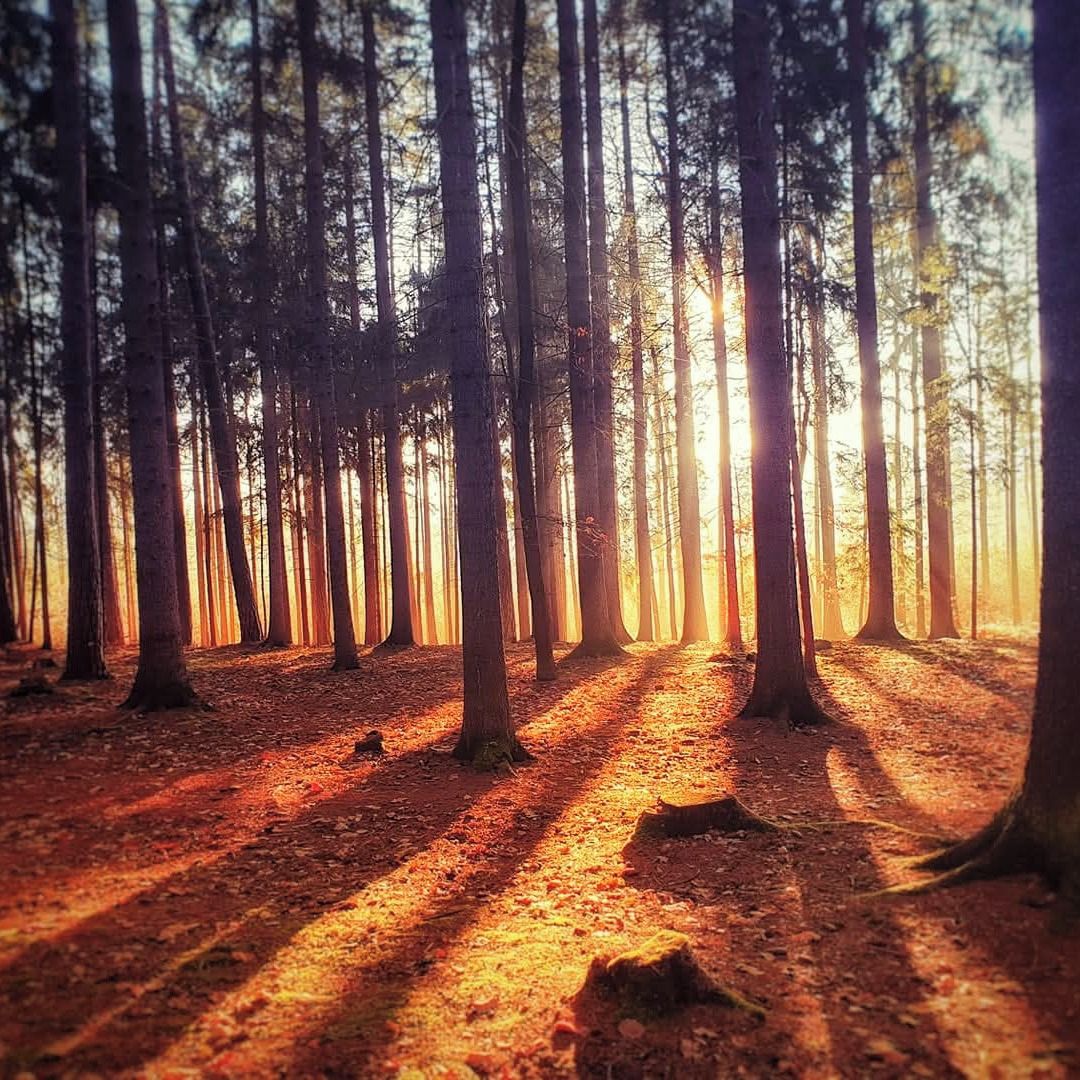 Soutěžní fotografie - Golden hour v Dražovce,  Lesopark Dražovka, Hořovice