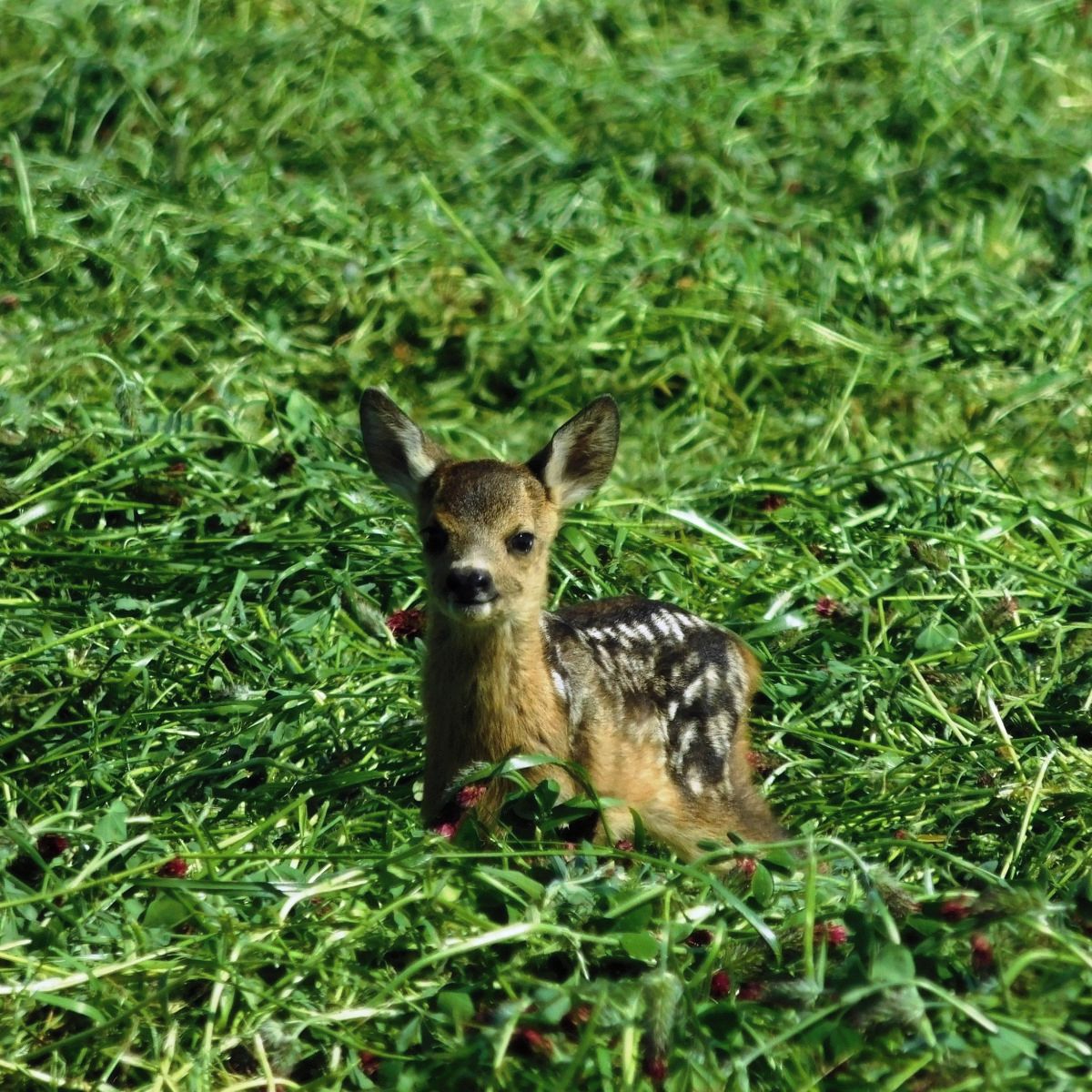 Soutěžní fotografie - ..a je posečeno,  Klátí, Polichno