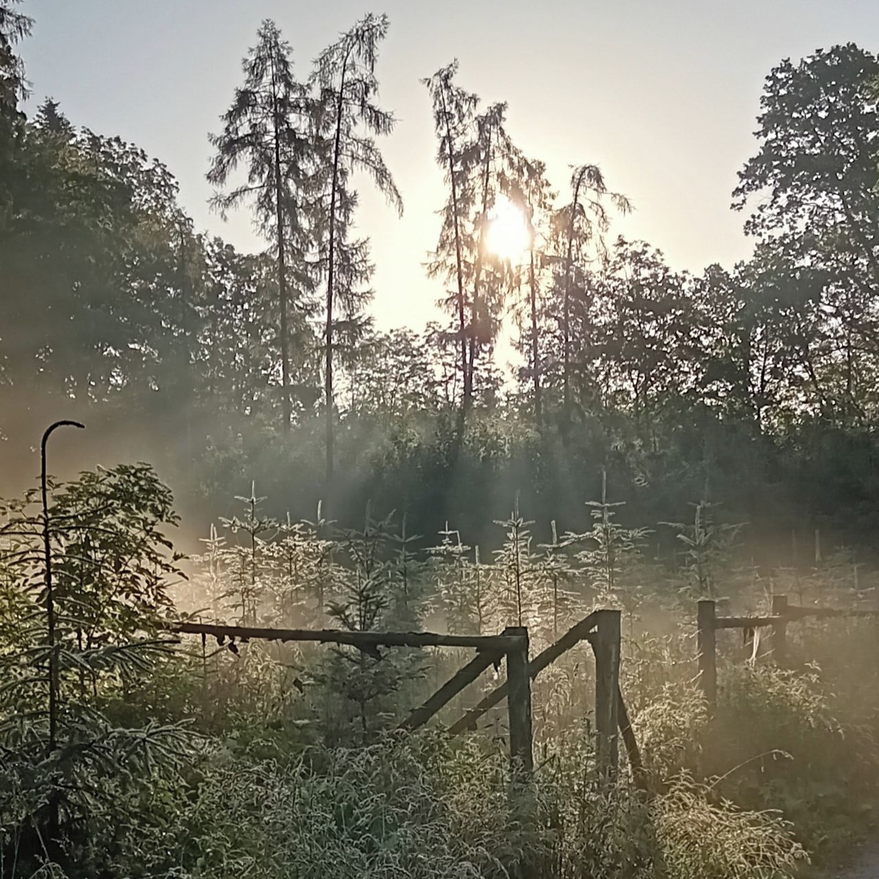 Soutěžní fotografie - Nové ráno pro nový les,  Horní Tužinka, Benešov u Prahy