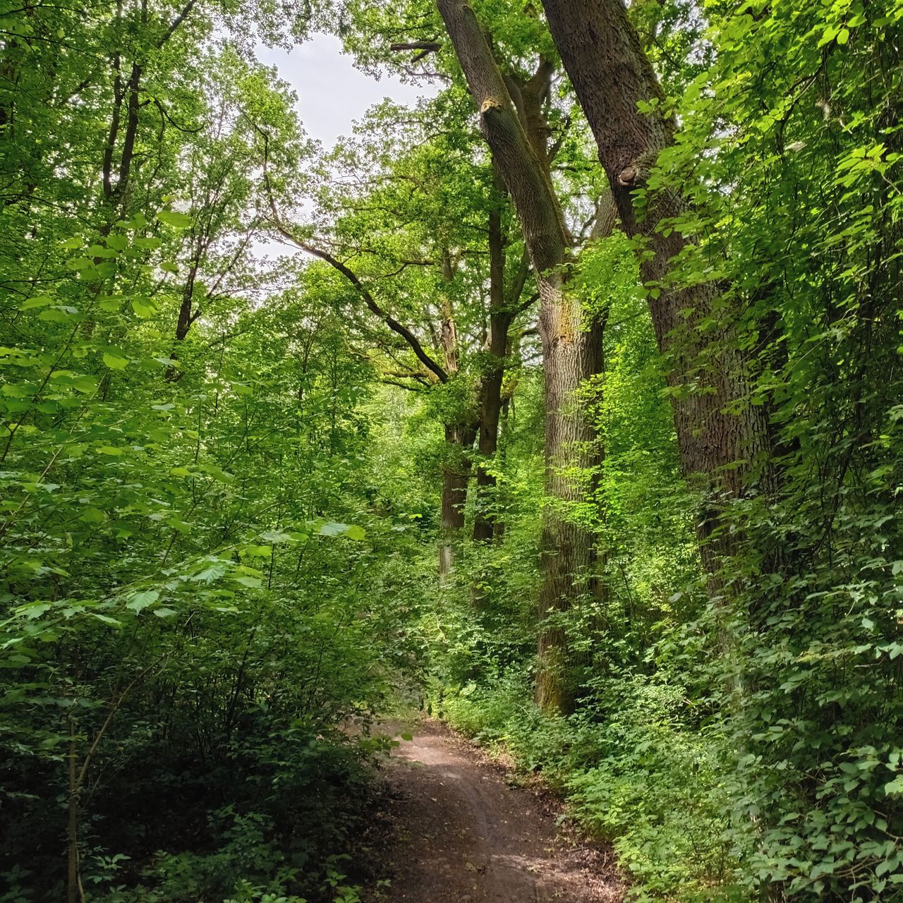 Soutěžní fotografie - Dubová krása,  Ostrov u K.Varu