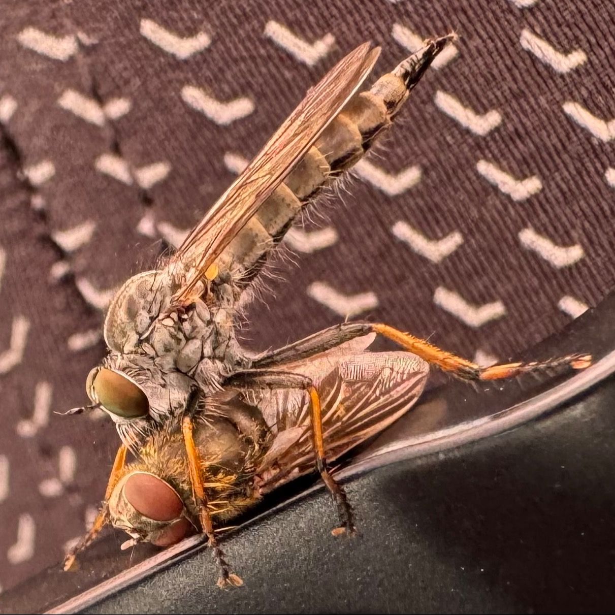 Soutěžní fotografie - Moucha k mouše sedá,  Malá Skála