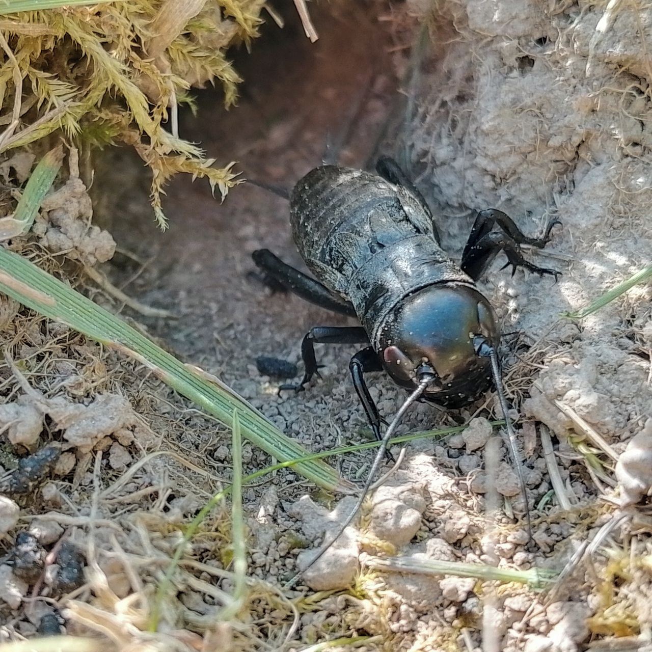 Soutěžní fotografie - Cvrček luční,  Dlouhá Třebová