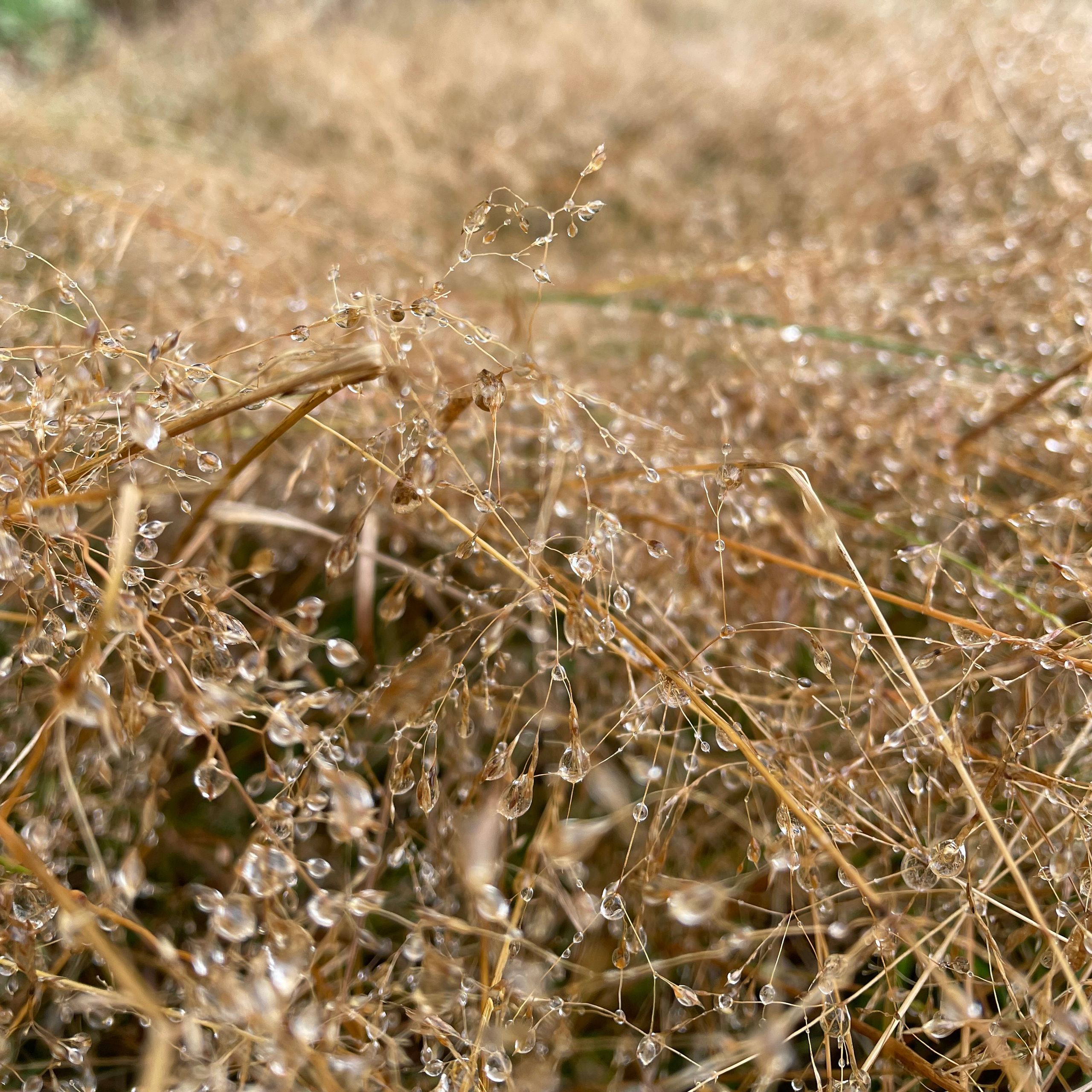 Soutěžní fotografie - Kapky deště,  Deštné v Orlických horách
