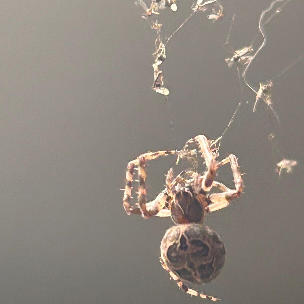 Soutěžní fotografie - V síti,  Žďár nad Sázavou