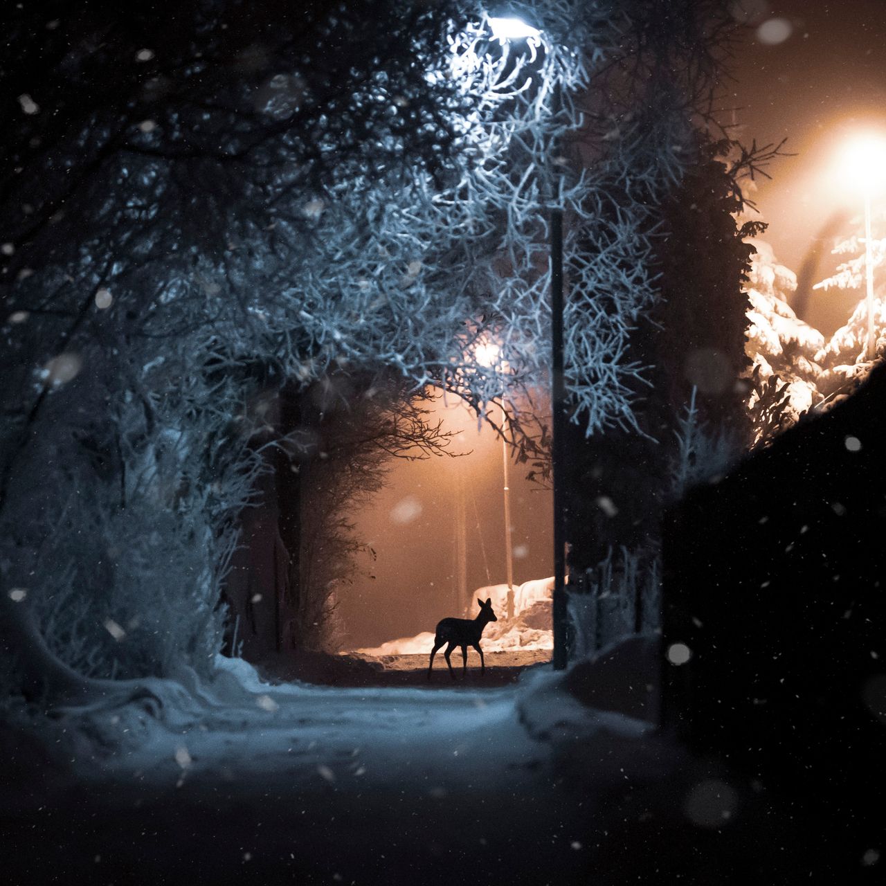 Soutěžní fotografie - Srnka ve tmě,  Prácheň, Kamenický Šenov
