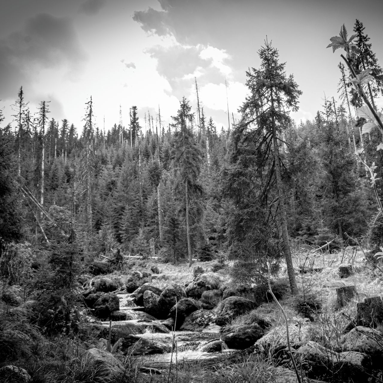 Soutěžní fotografie - Černobílá harmonie,  Kvilda, Šumava