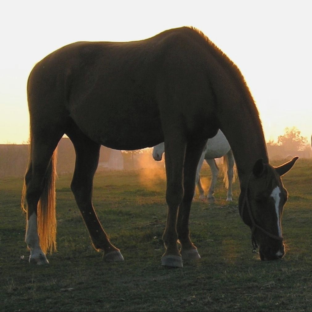 Soutěžní fotografie - Večerní pastva,  Pláně okr.Plzeň-sever