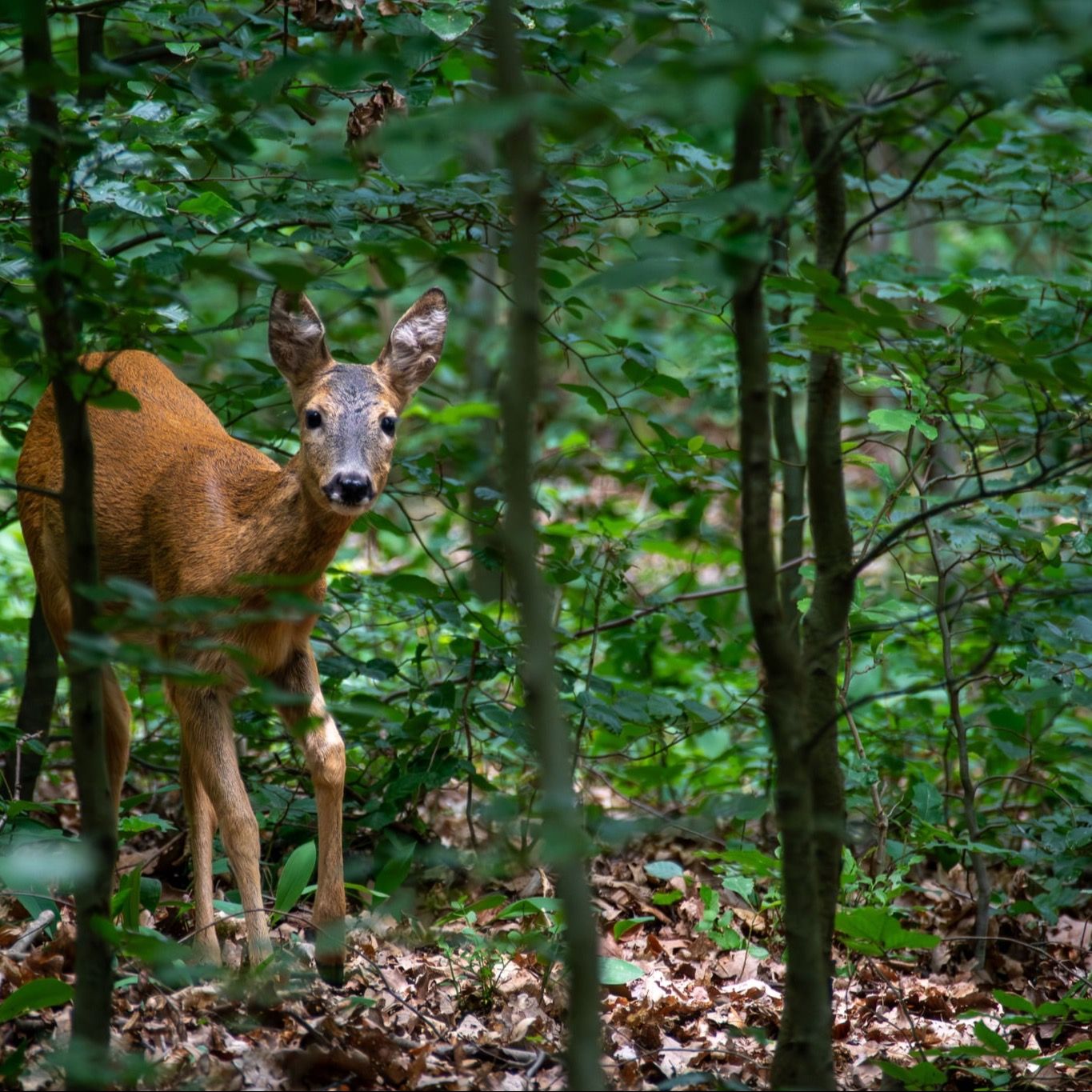 Soutěžní fotografie - Dotyk s přírodou,  Děčín