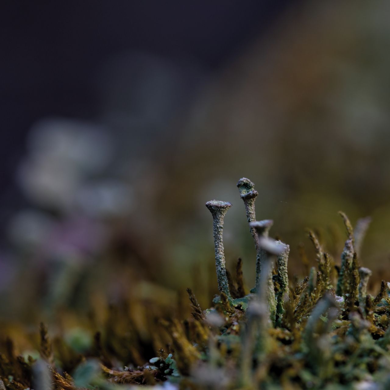 Soutěžní fotografie - Za hranicí pohledu,  Nezdenice