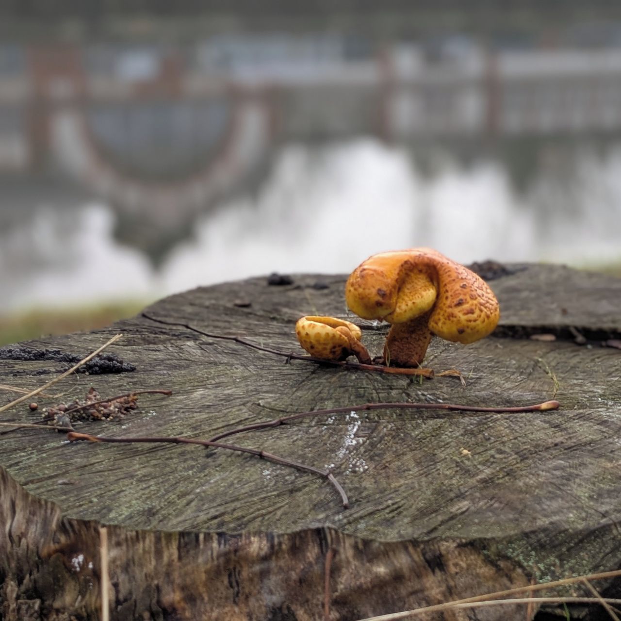 Soutěžní fotografie - Houba na pařezu,  Hradec Králové, břeh řeky Labe