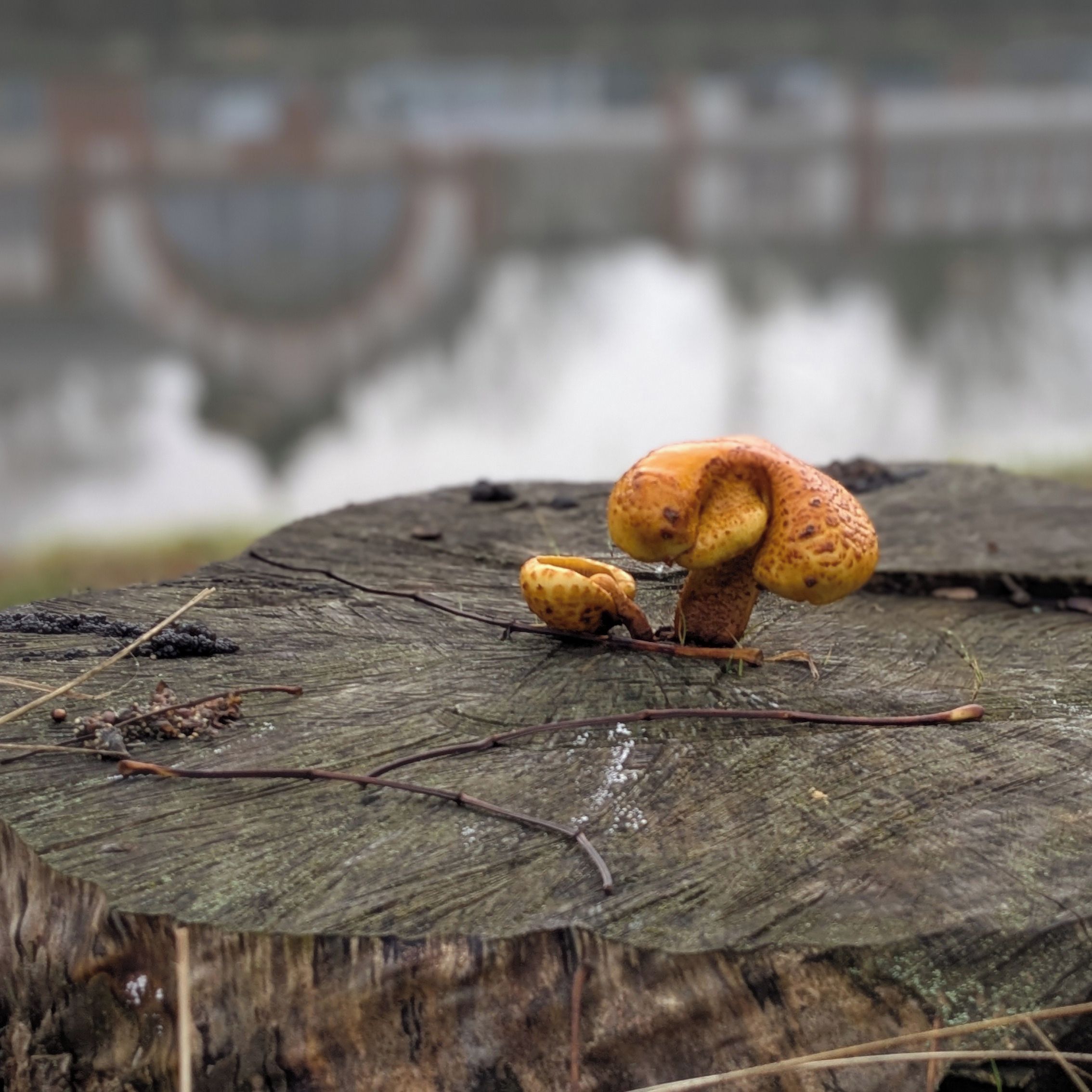 Soutěžní fotografie - Houba na pařezu,  Hradec Králové, břeh řeky Labe