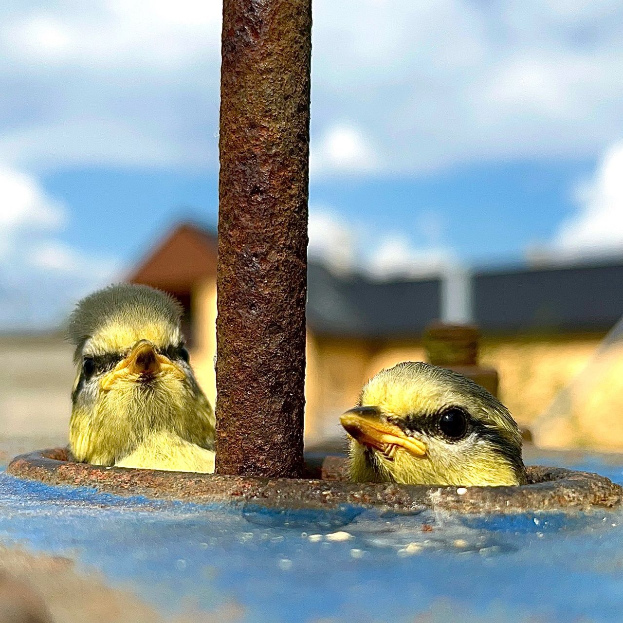 Soutěžní fotografie - Do velkého světa ze staré pumpy,  Okresaneč